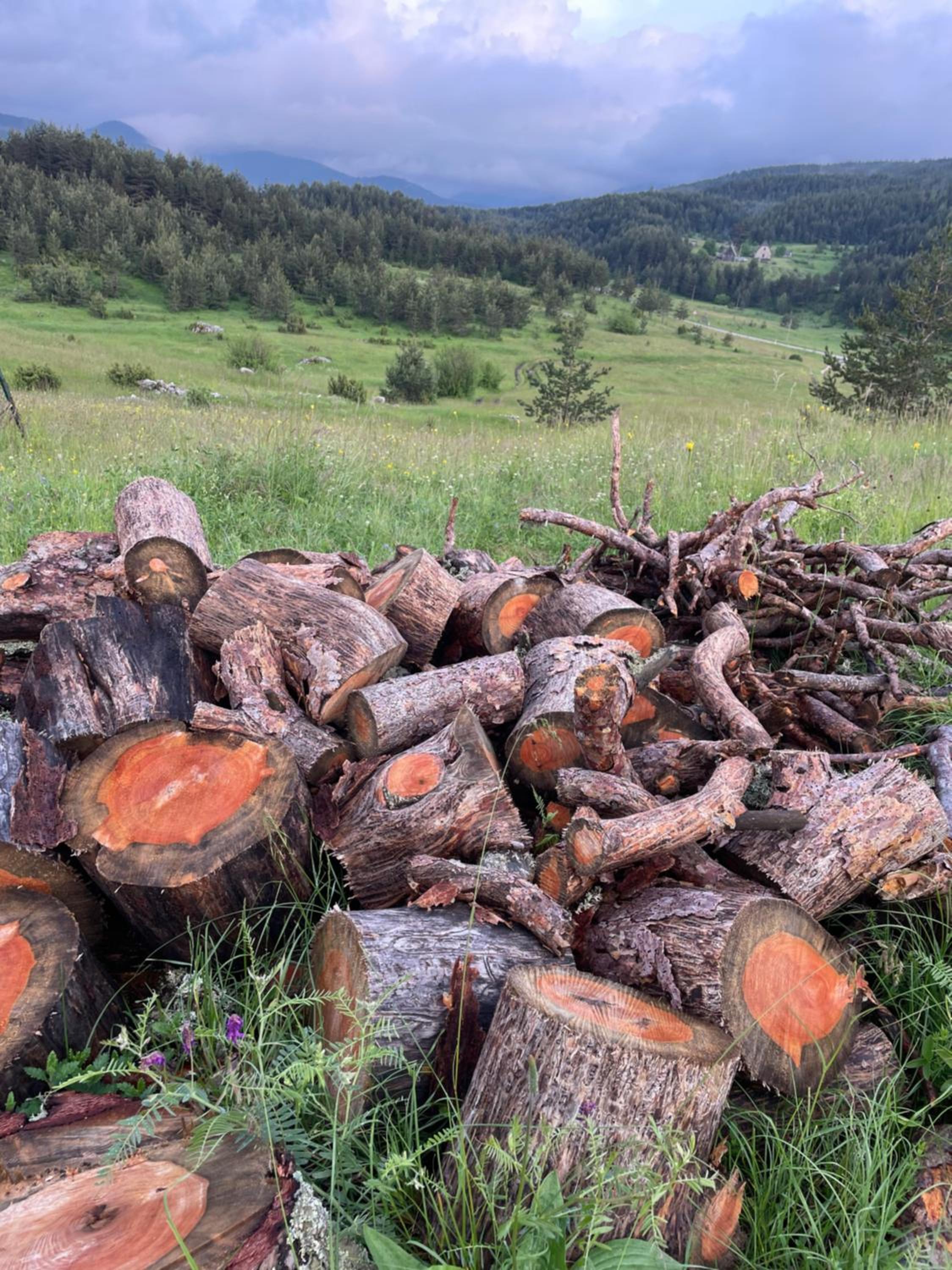 Kuca Dacica