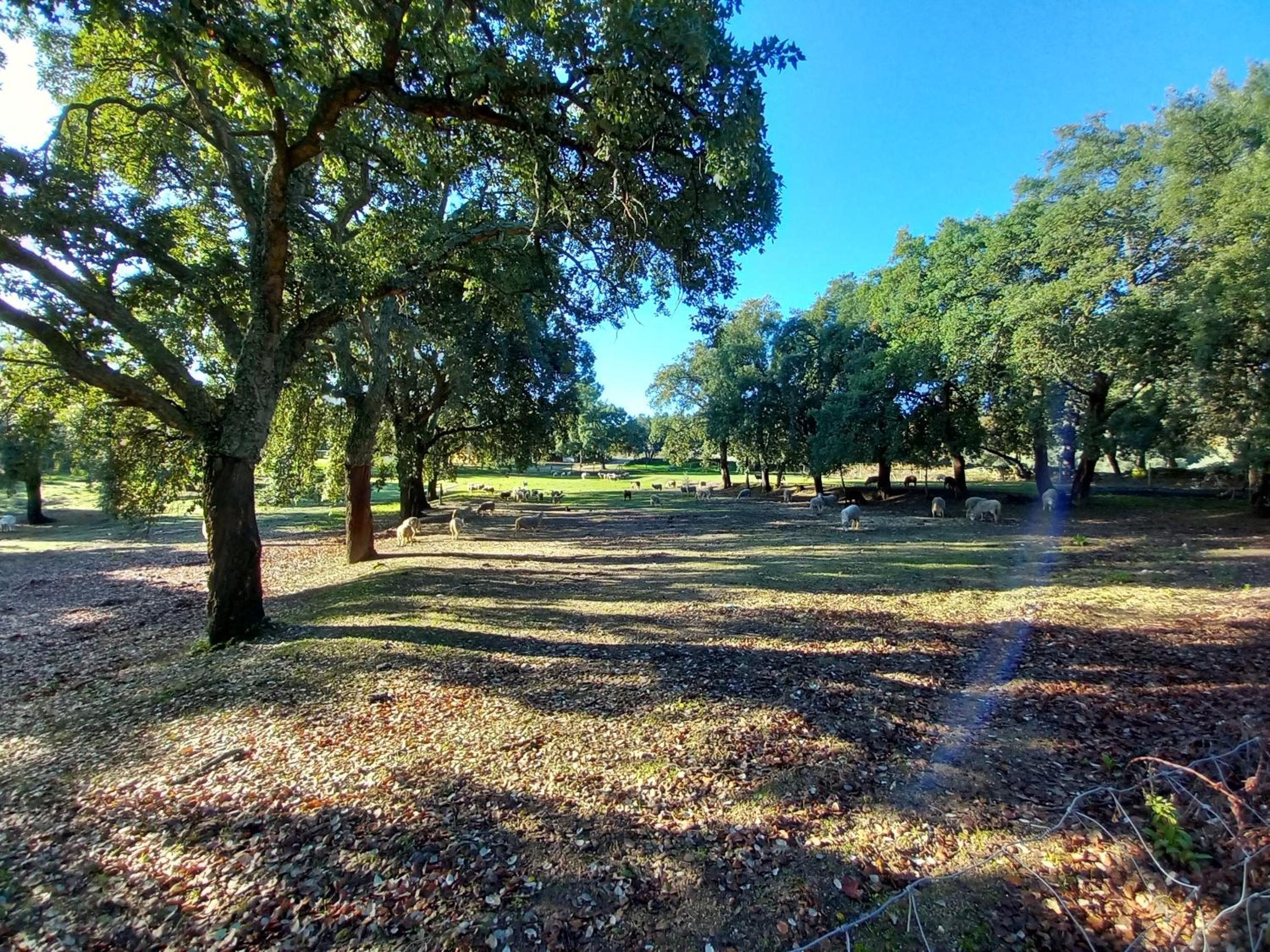 Photo 45