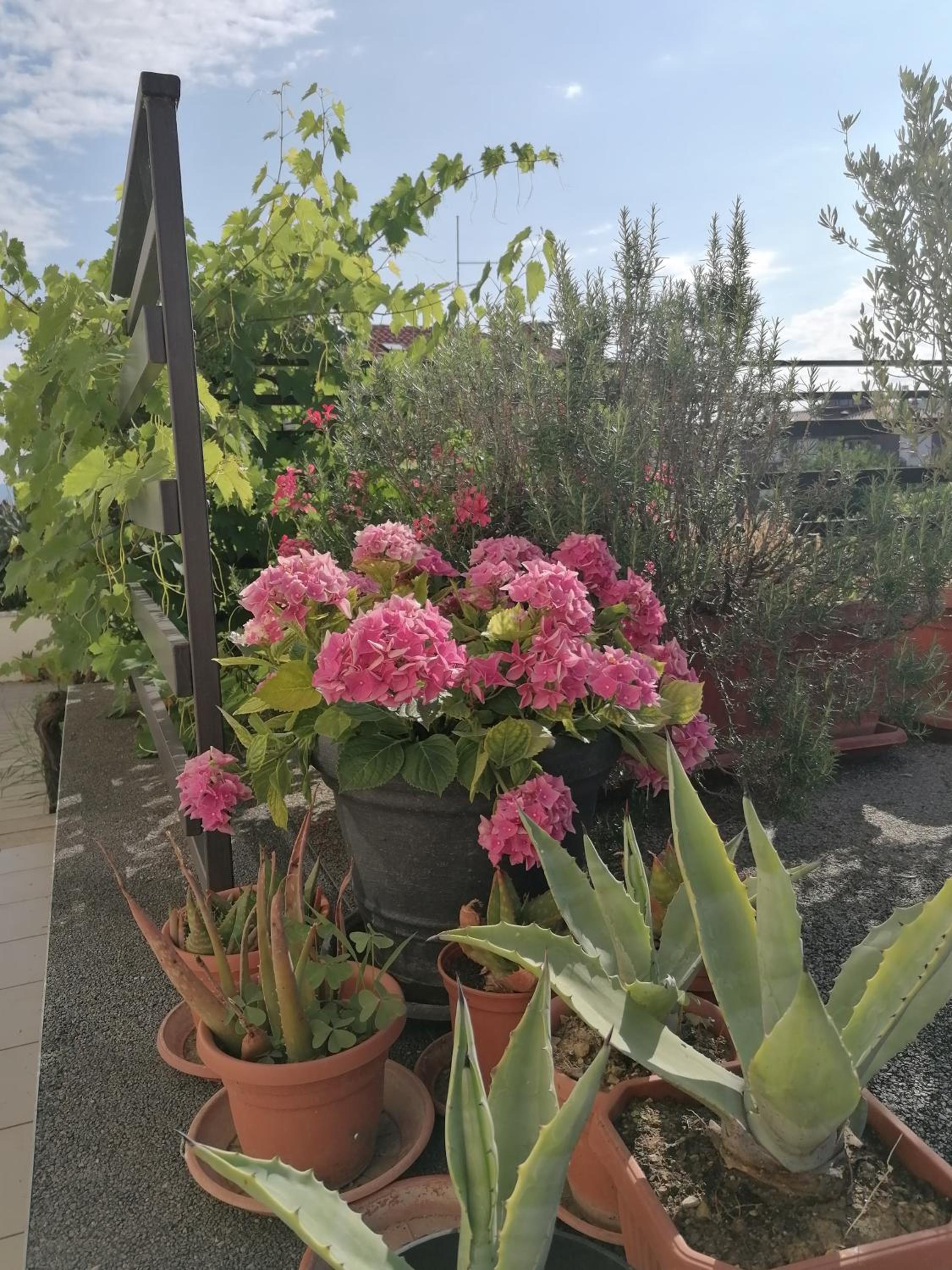 Lavanda Apartment