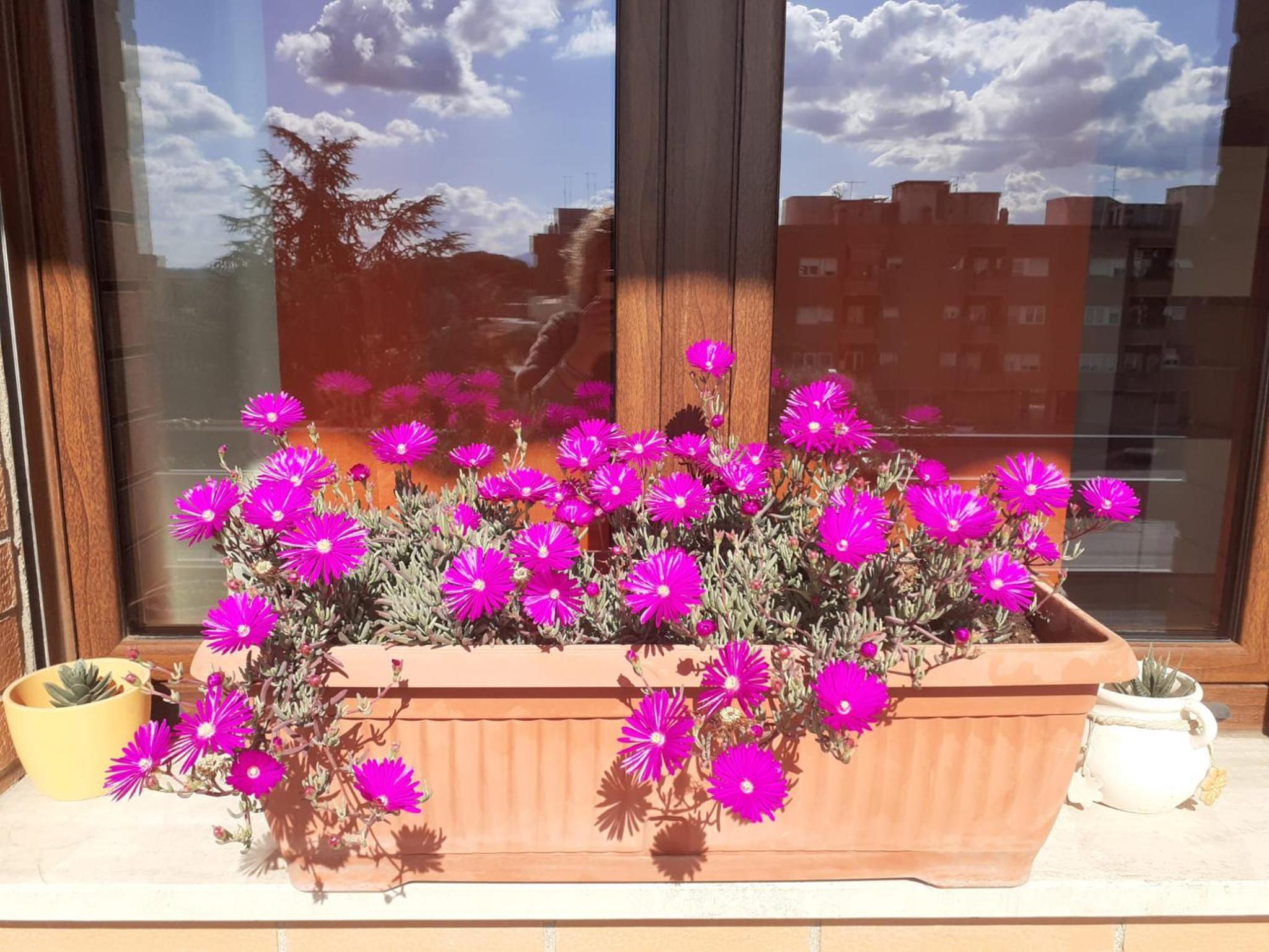 L'Orchidea di Ale
