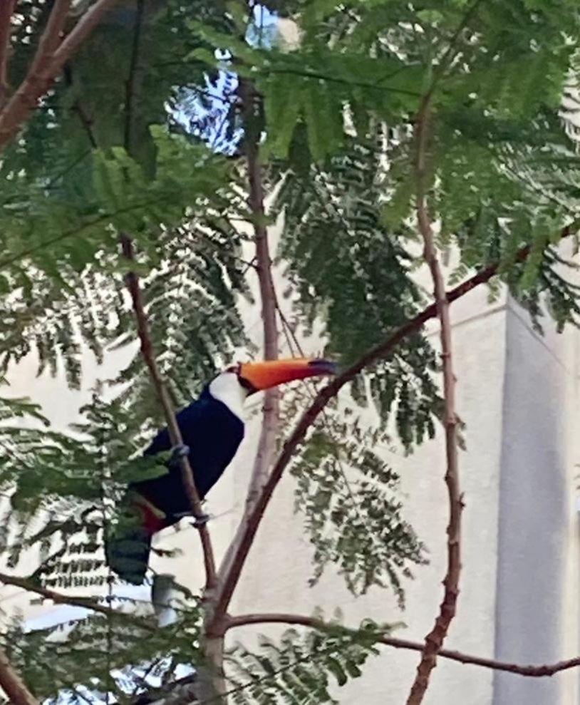 Aconchego Carioca. Seu lar longe de casa