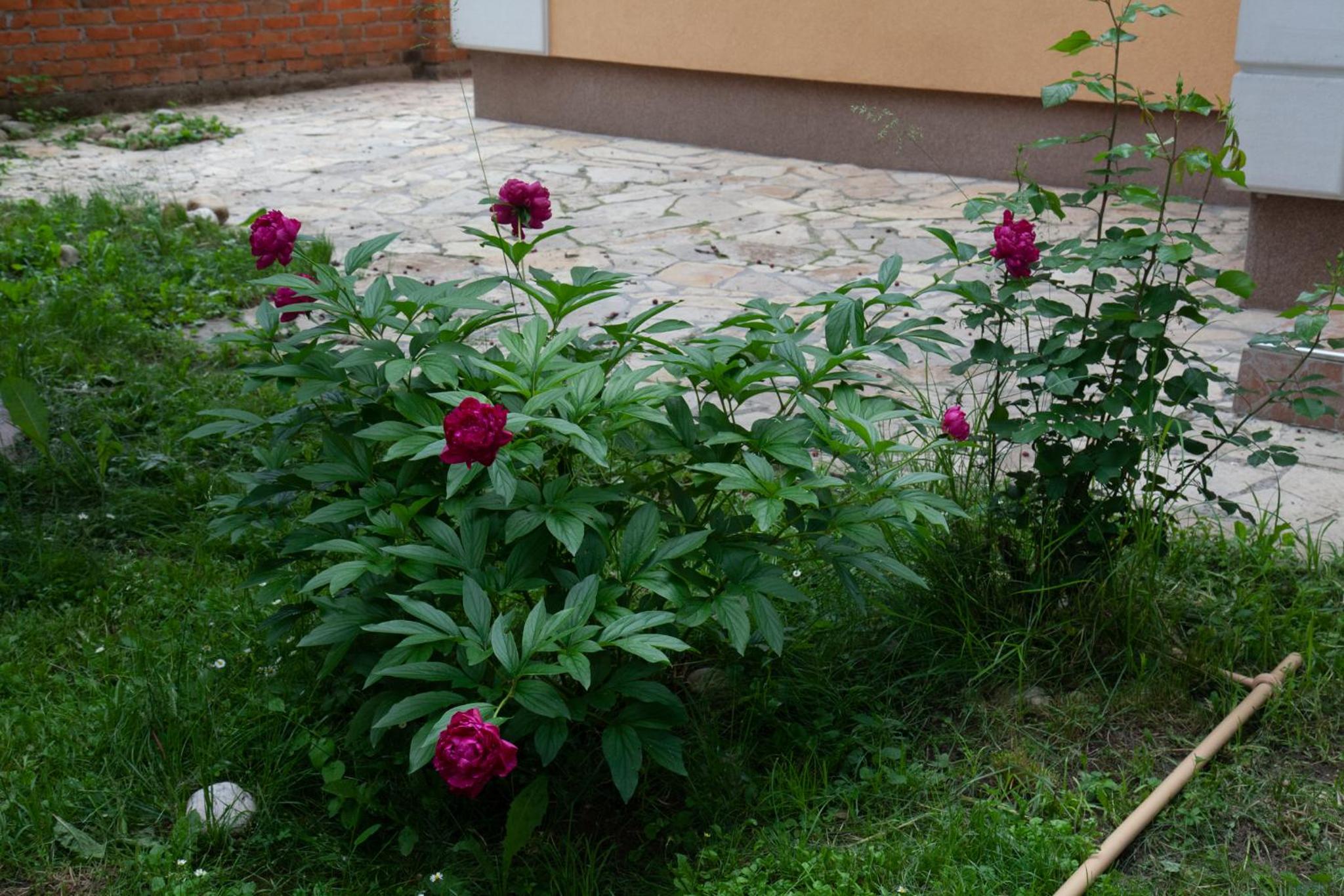 Vila Omar