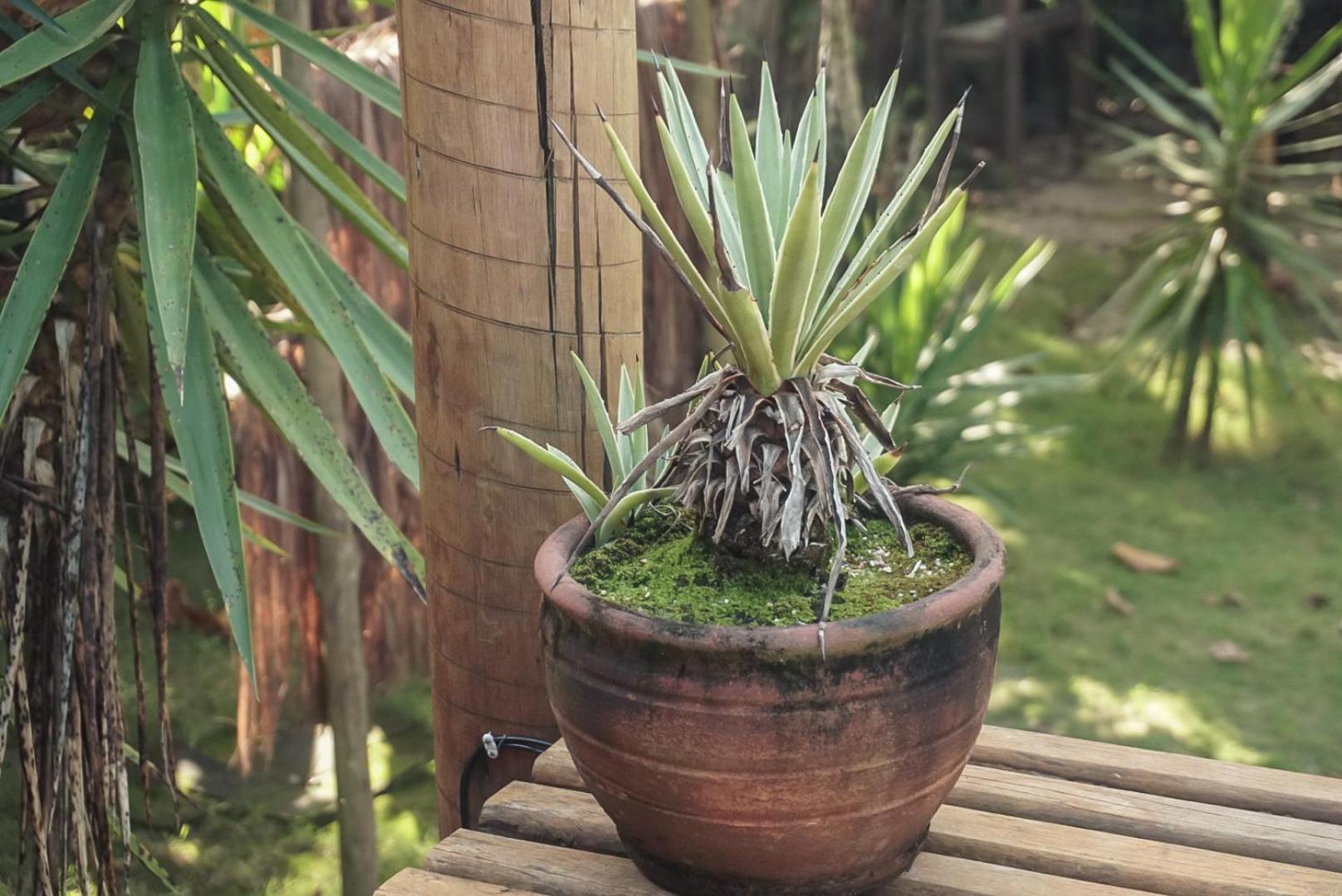 Bangalôs da Aldeia Caraiva