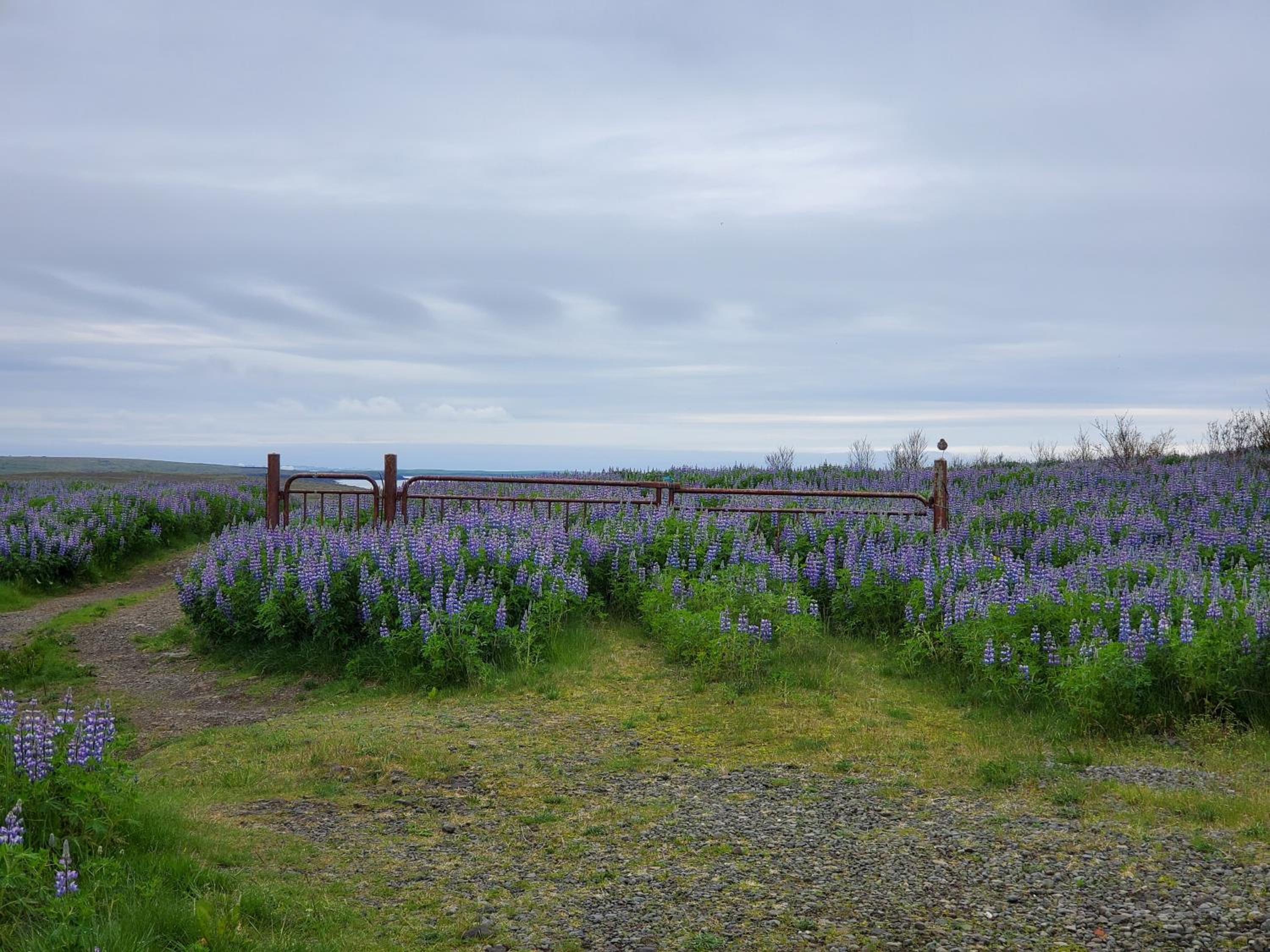 Víðines Guesthouse