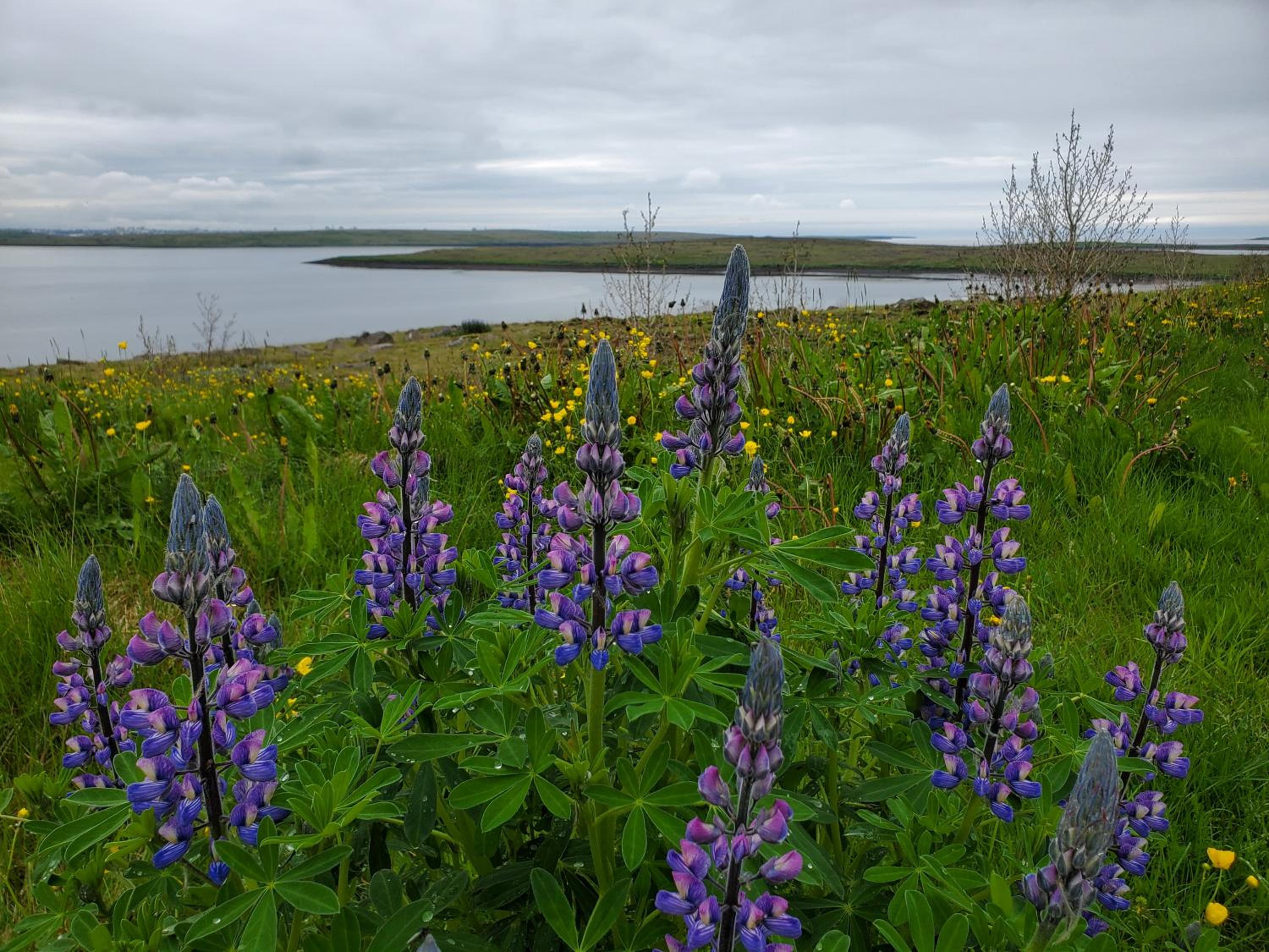 Víðines Guesthouse