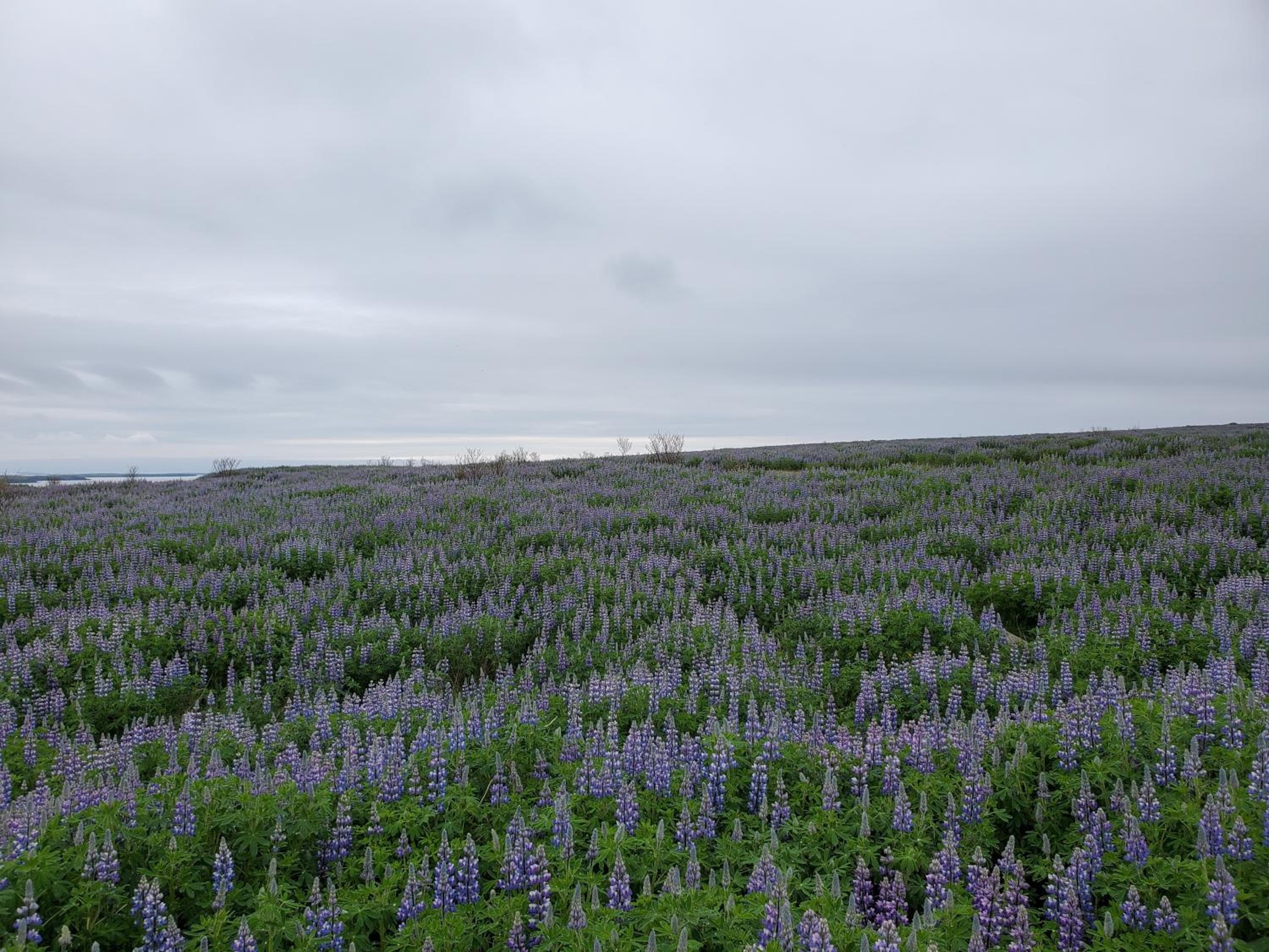 Víðines Guesthouse