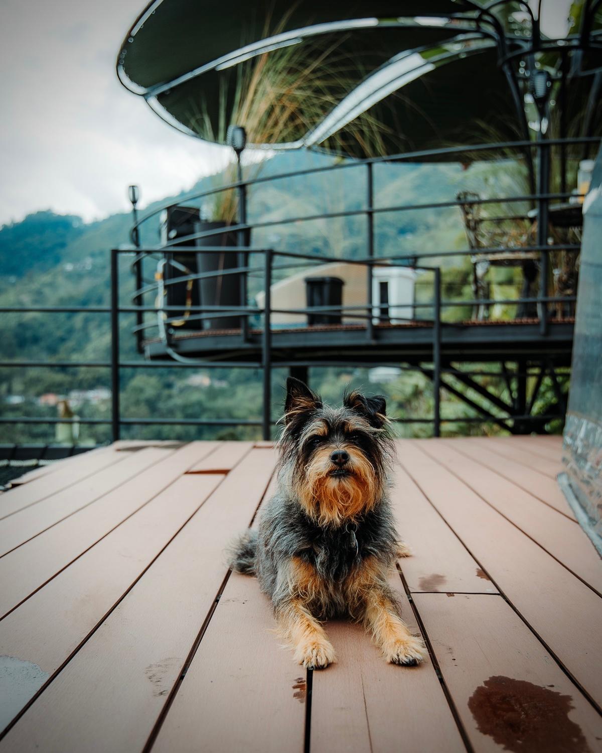 Chamí Glamping
