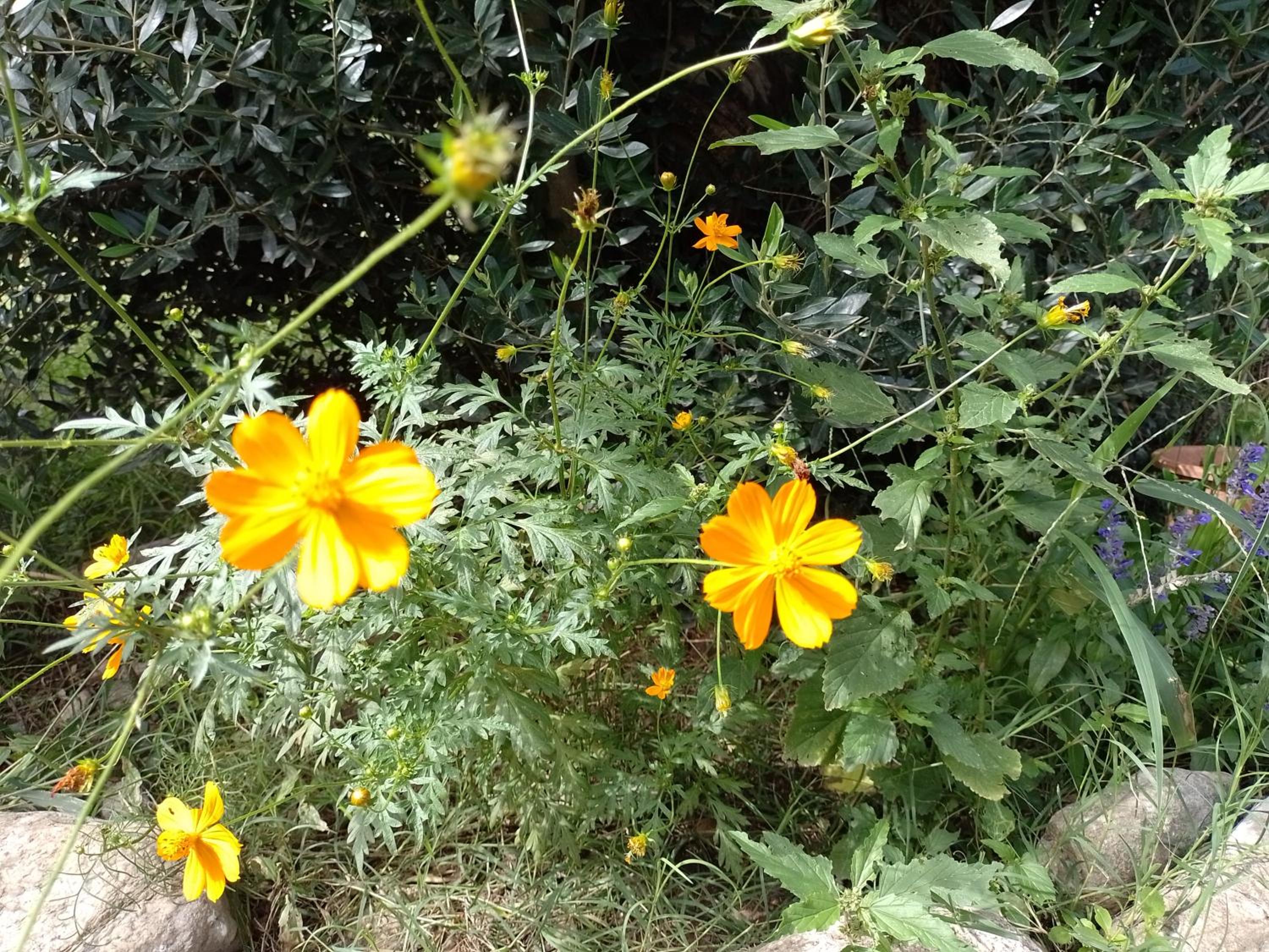 Casa Villa Alba Carpinteria