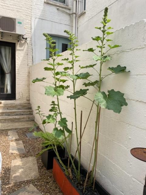 JOIVY Cozy 1 bed flat with garden in North Kensington