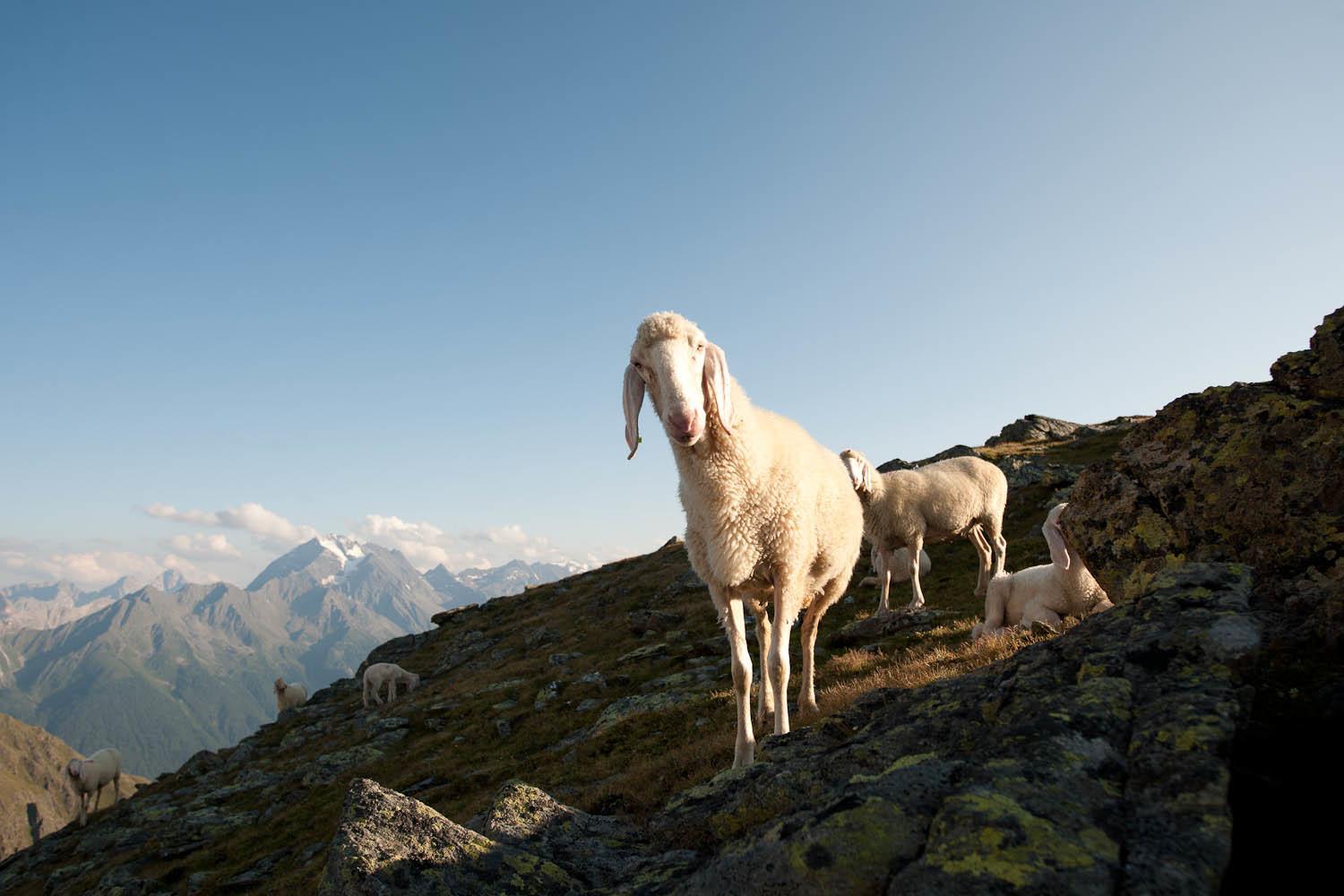 Alpenpension Pfurtscheller