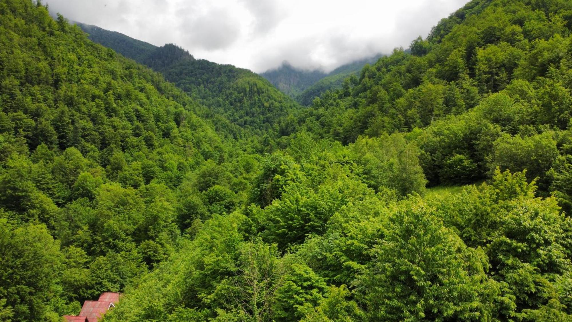 Cabana Valea Rea, Boga view 4
