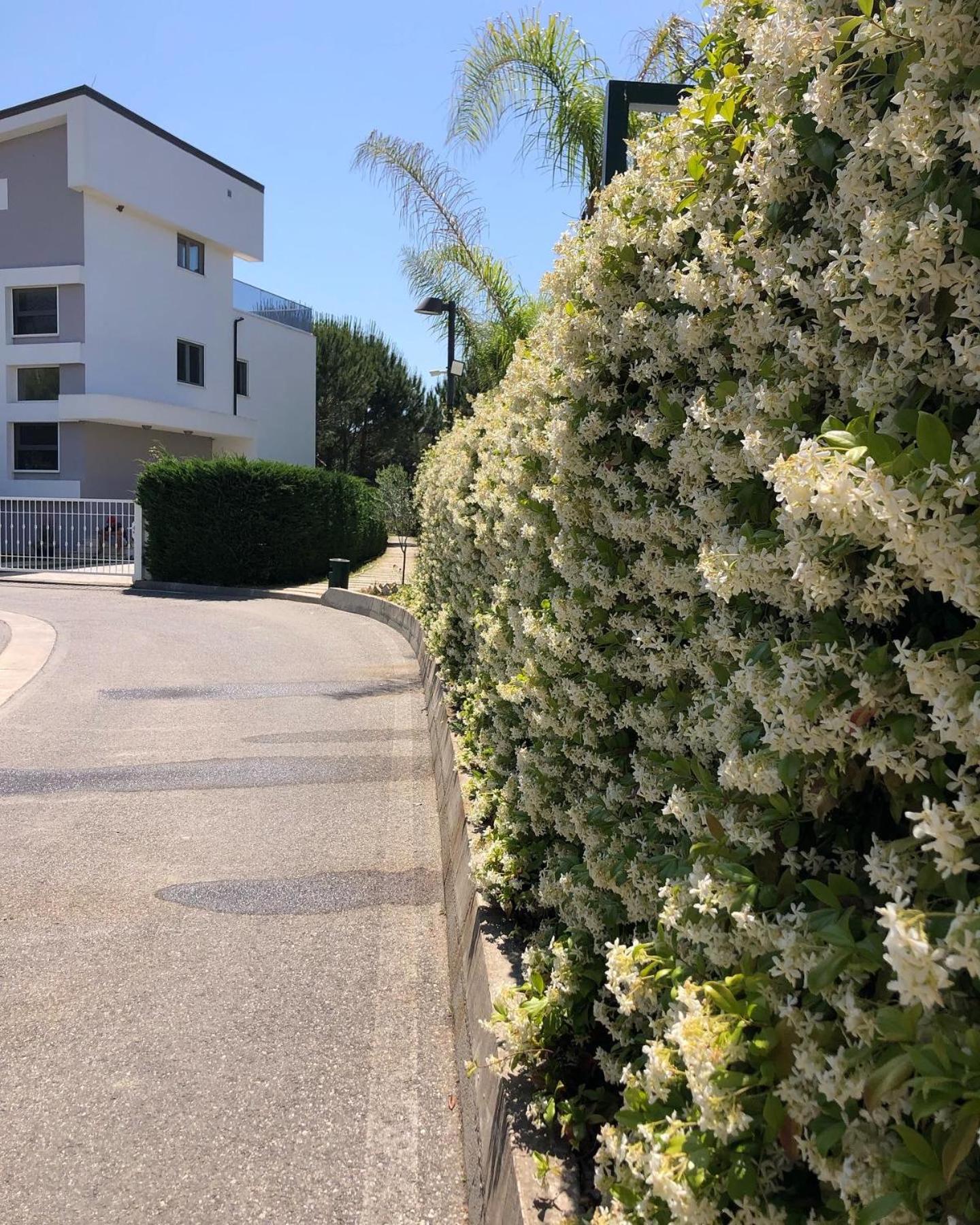 Rezidenca Primavera Apartments
