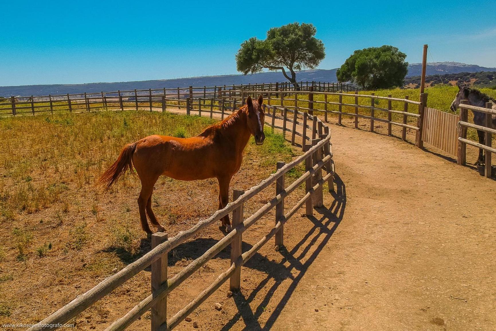 Cortijo El Indiviso