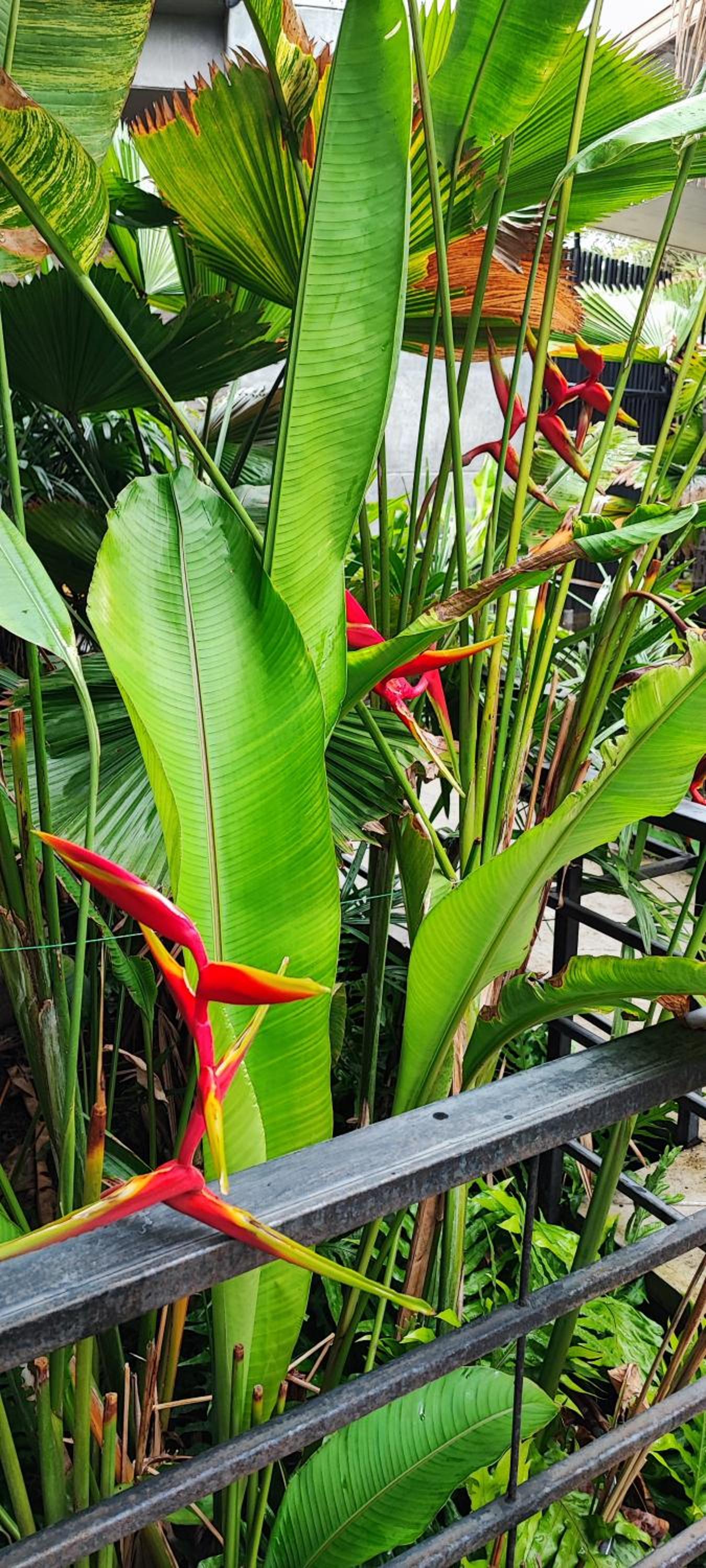 Mila Garden