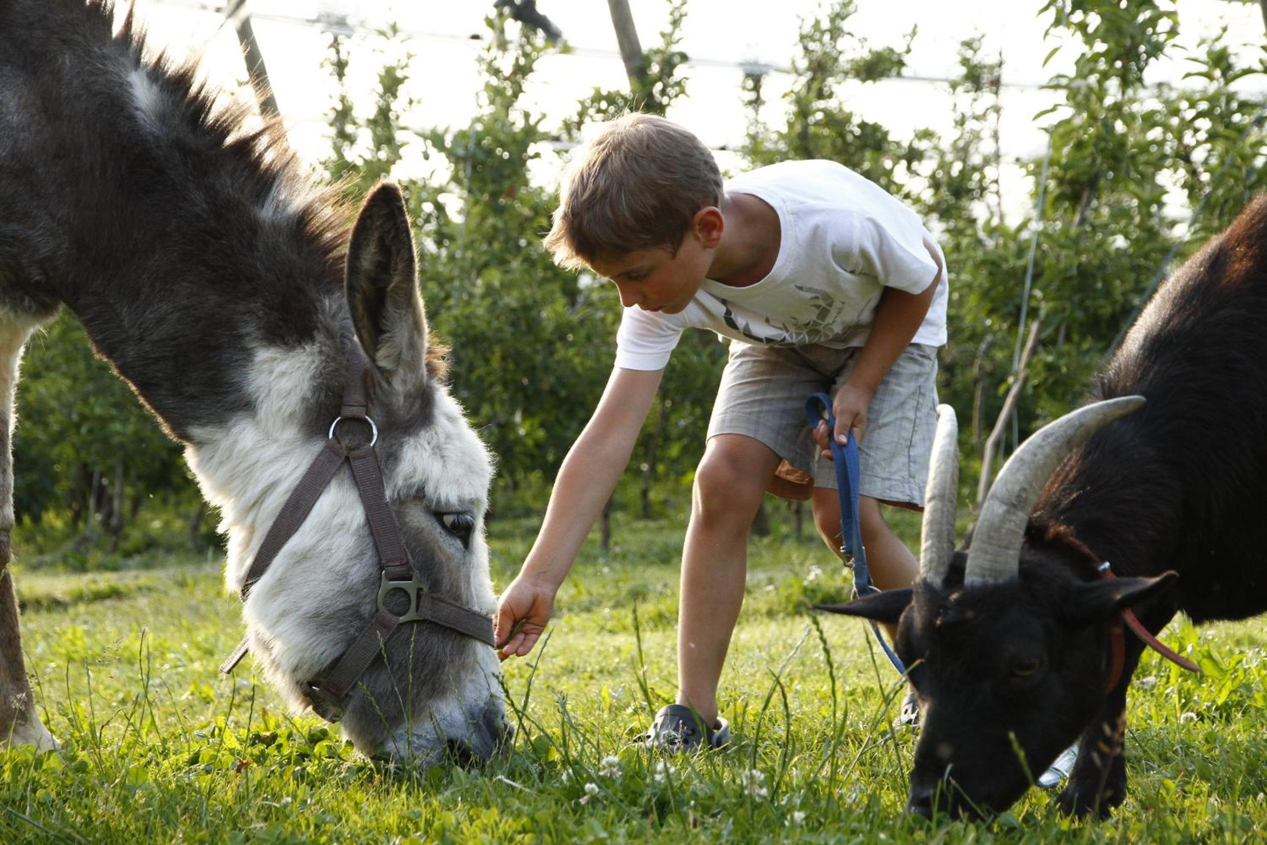 FERIENHOF KATZENMAIER, Bauernhof- und Familienurlaub am BODENSEE, großzügig wohnen, MESSENAH und teils BARRIEREFREI, Spielangebot für drinnen und draußen, 