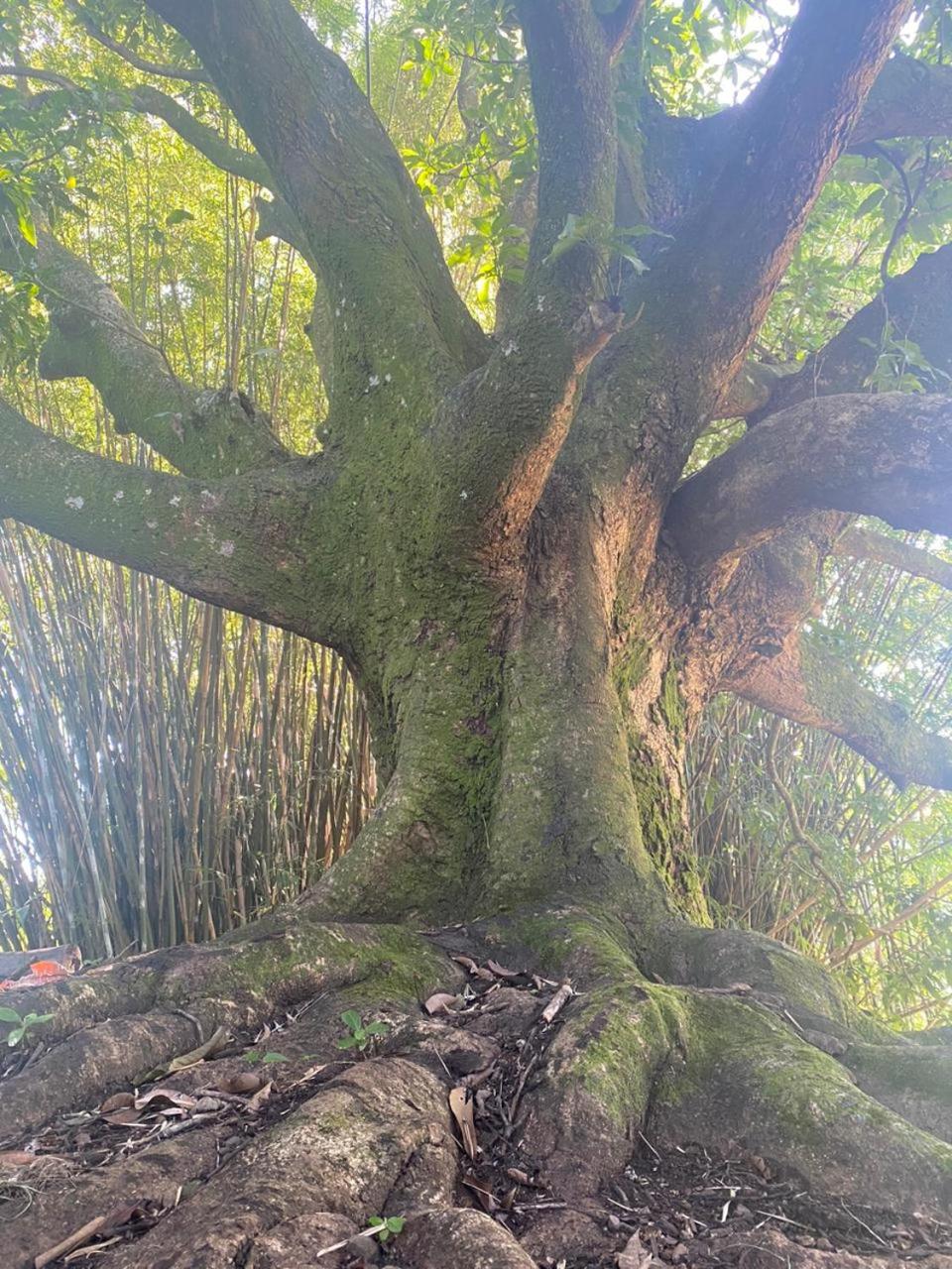 Hospedagem Pé de Serra
