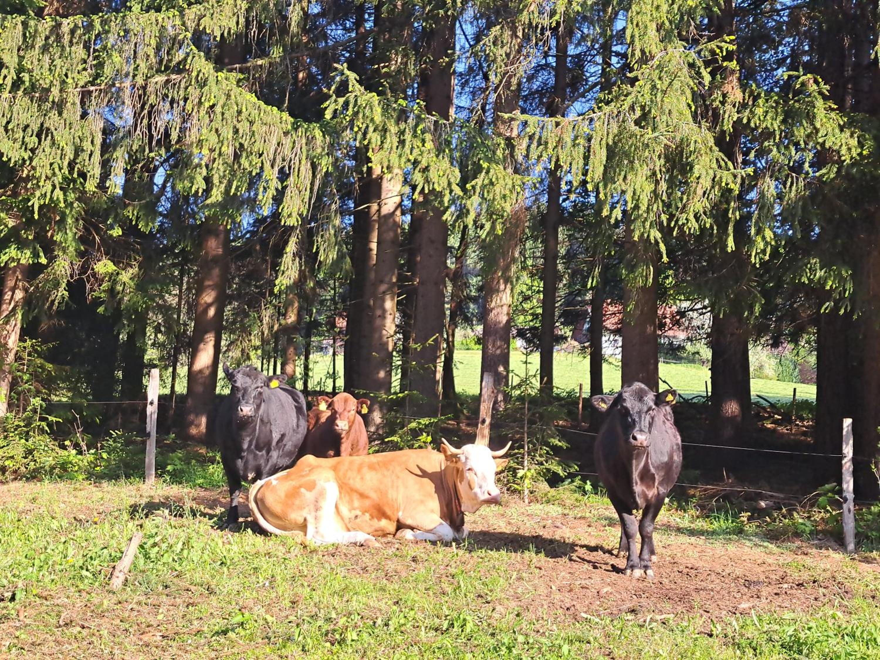Erlebnisbauernhof Gutschi Ranch view 3