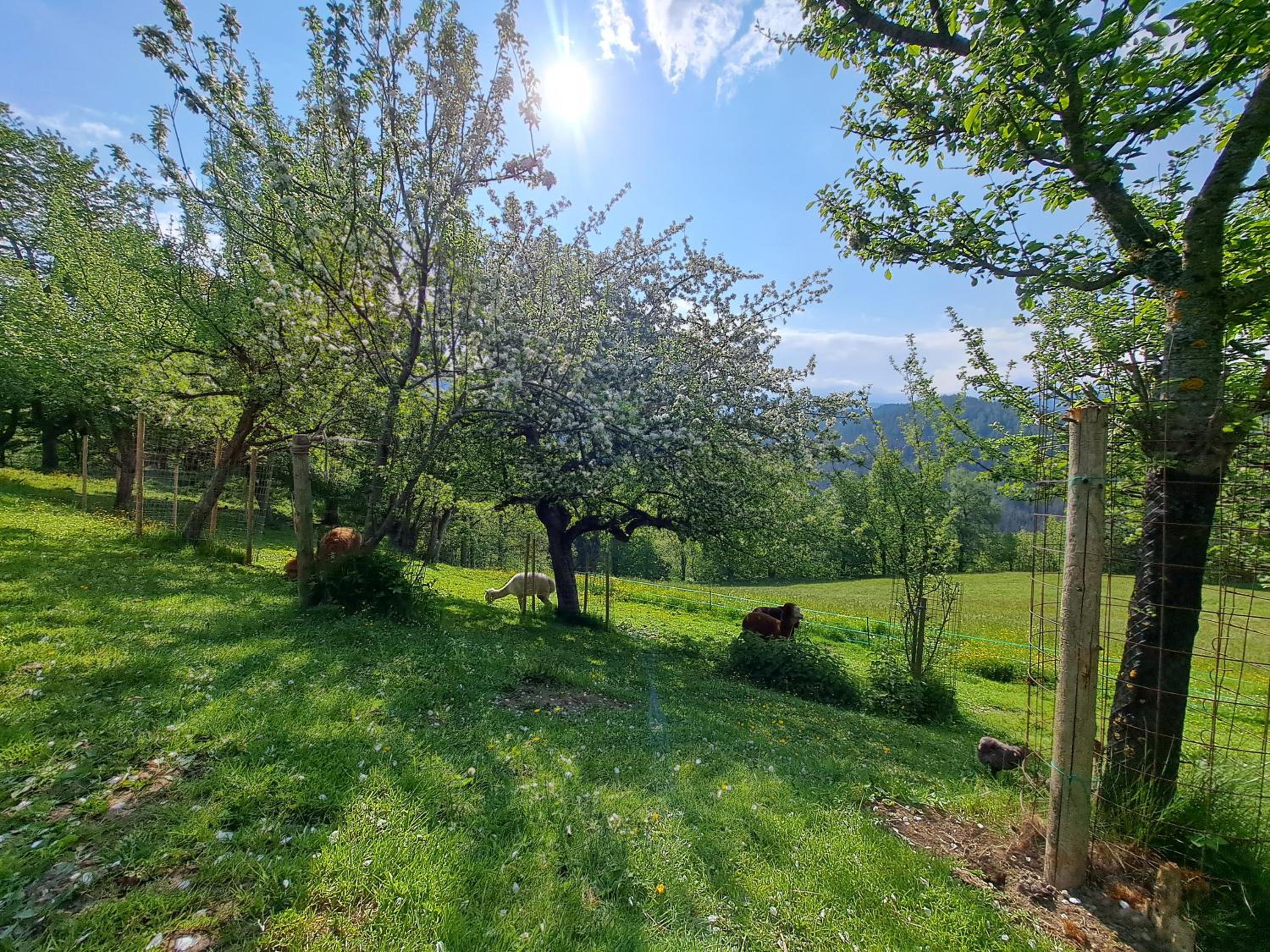 Erlebnisbauernhof Gutschi Ranch view 2