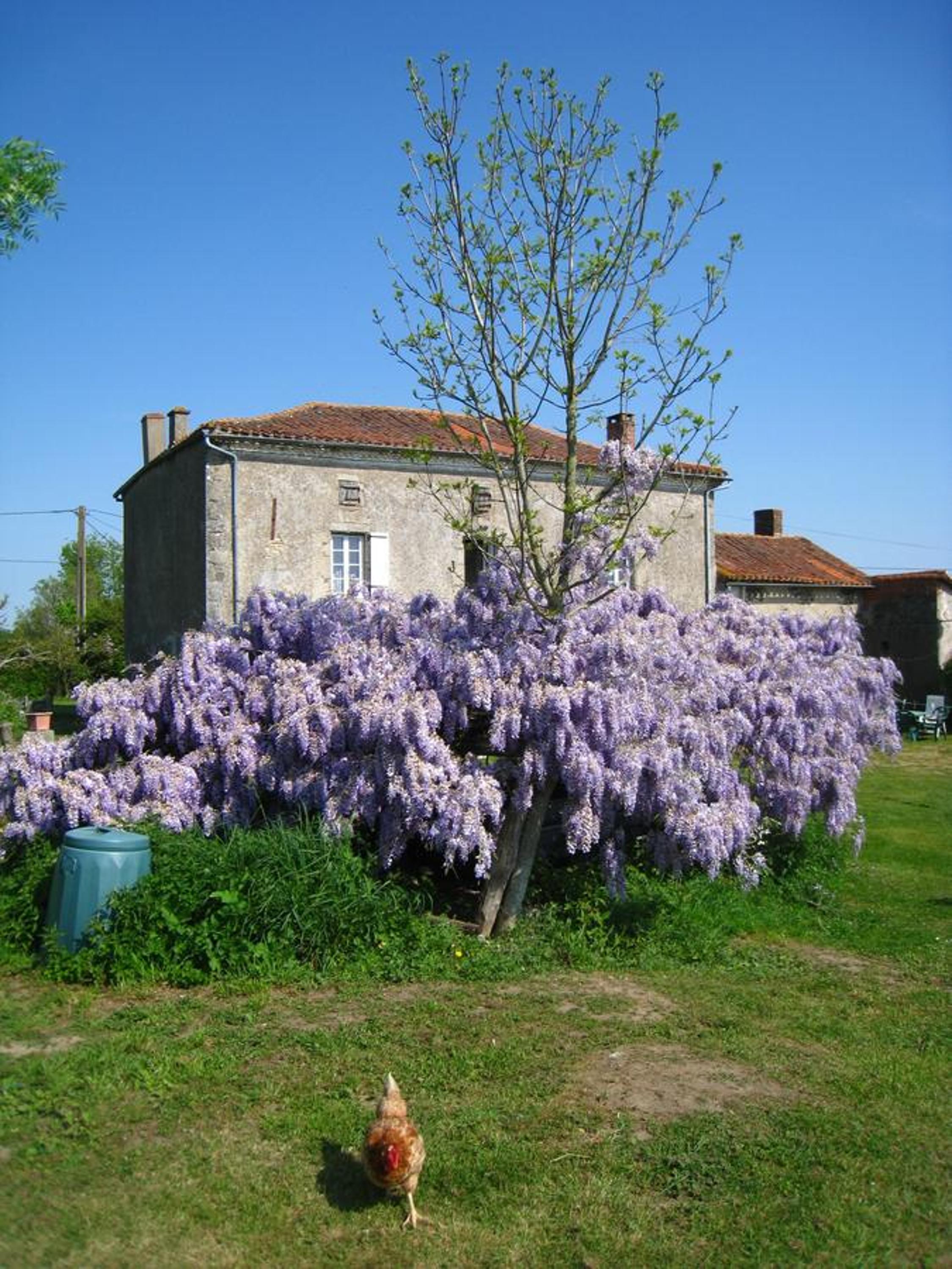 Wisteria House