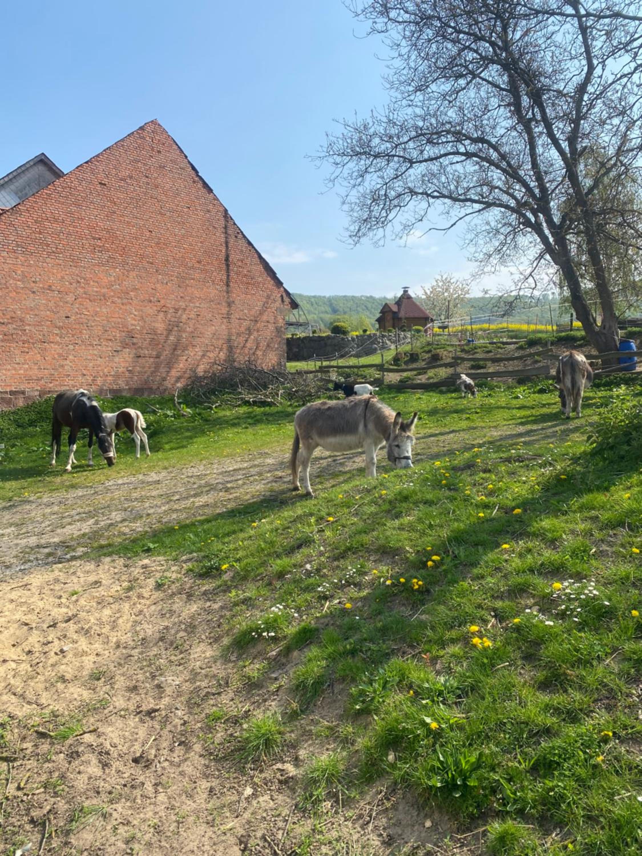 FeWo im Reit- und Ponyparadies Roos