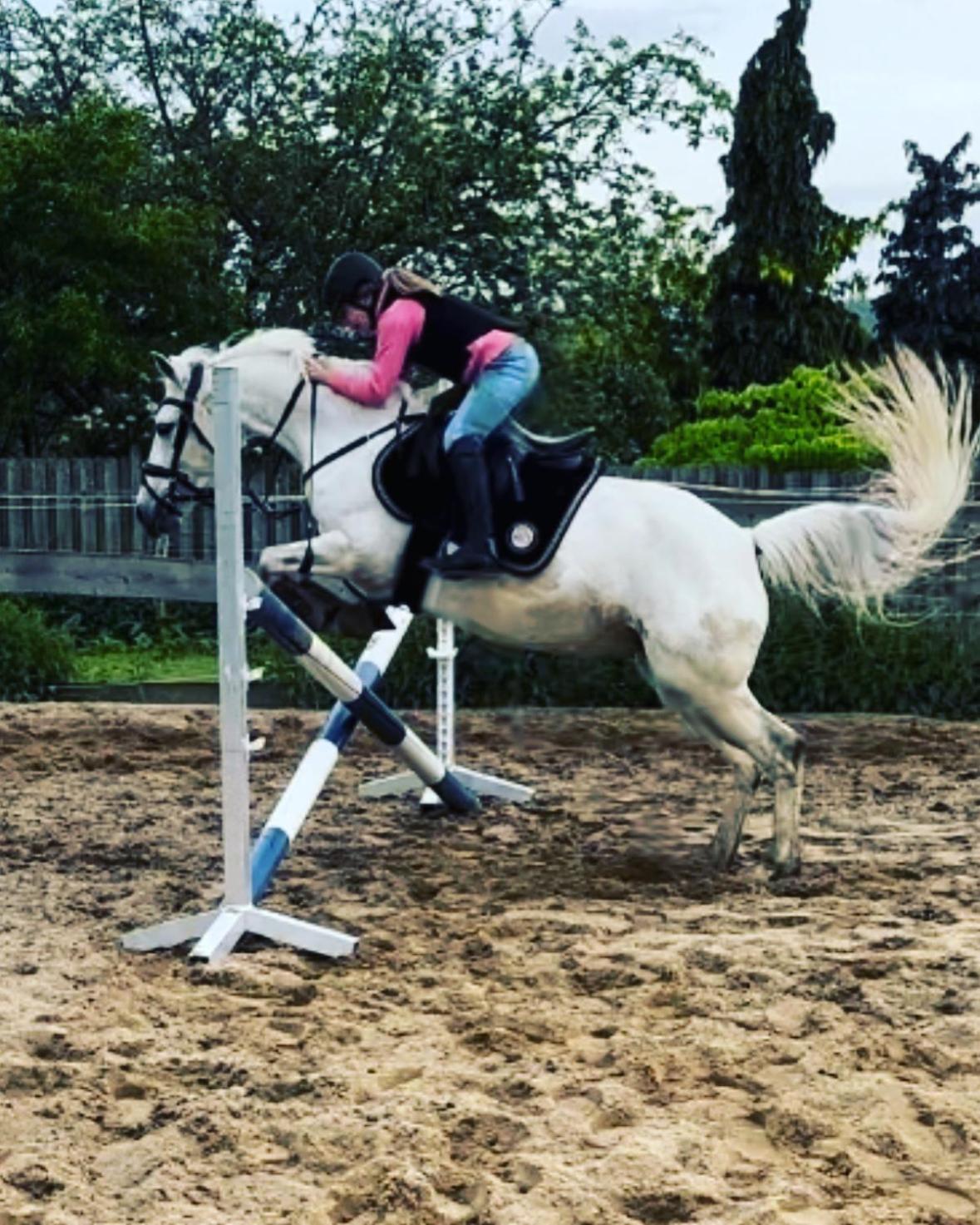 FeWo im Reit- und Ponyparadies Roos