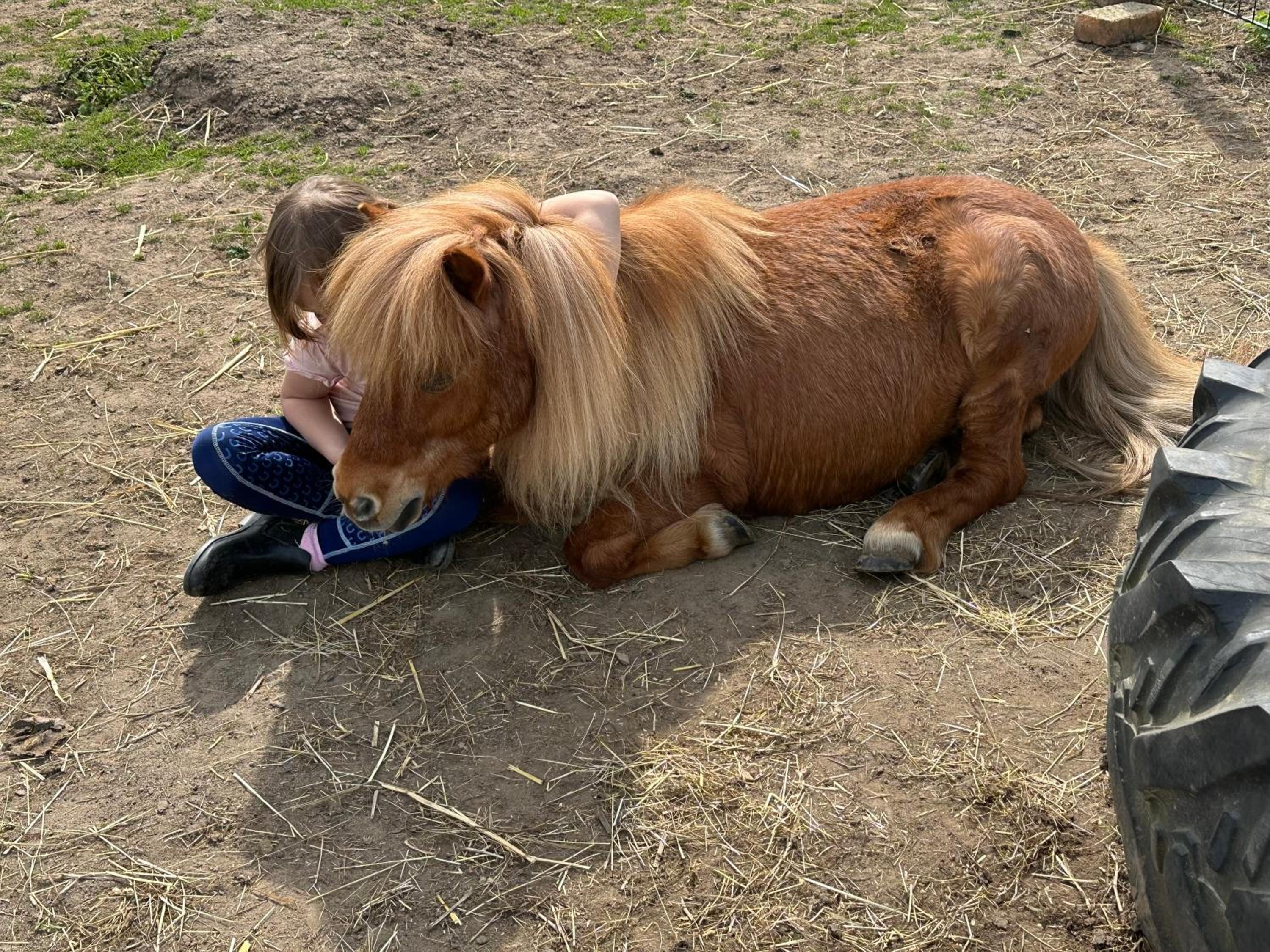 FeWo im Reit- und Ponyparadies Roos