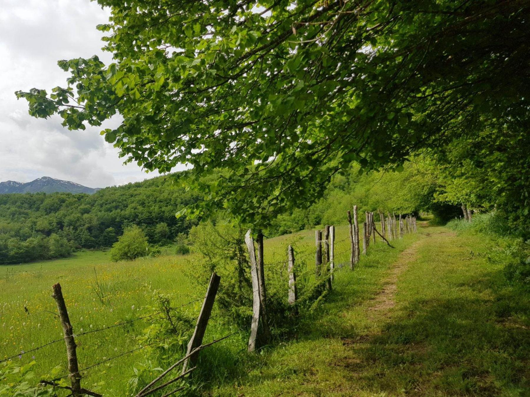 Bungalows Malagić