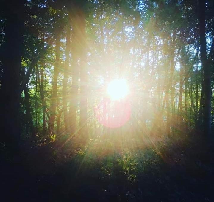 La Canopée des Arbres, Anna