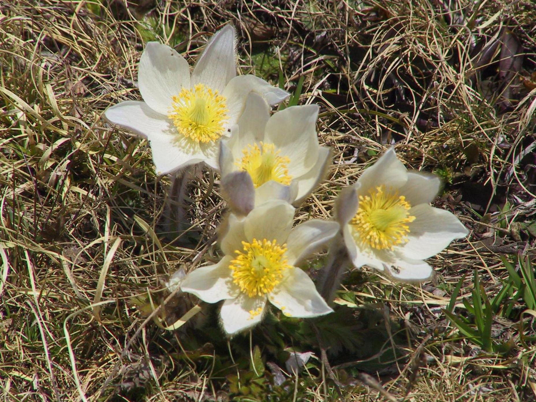 Anemone Home view 2