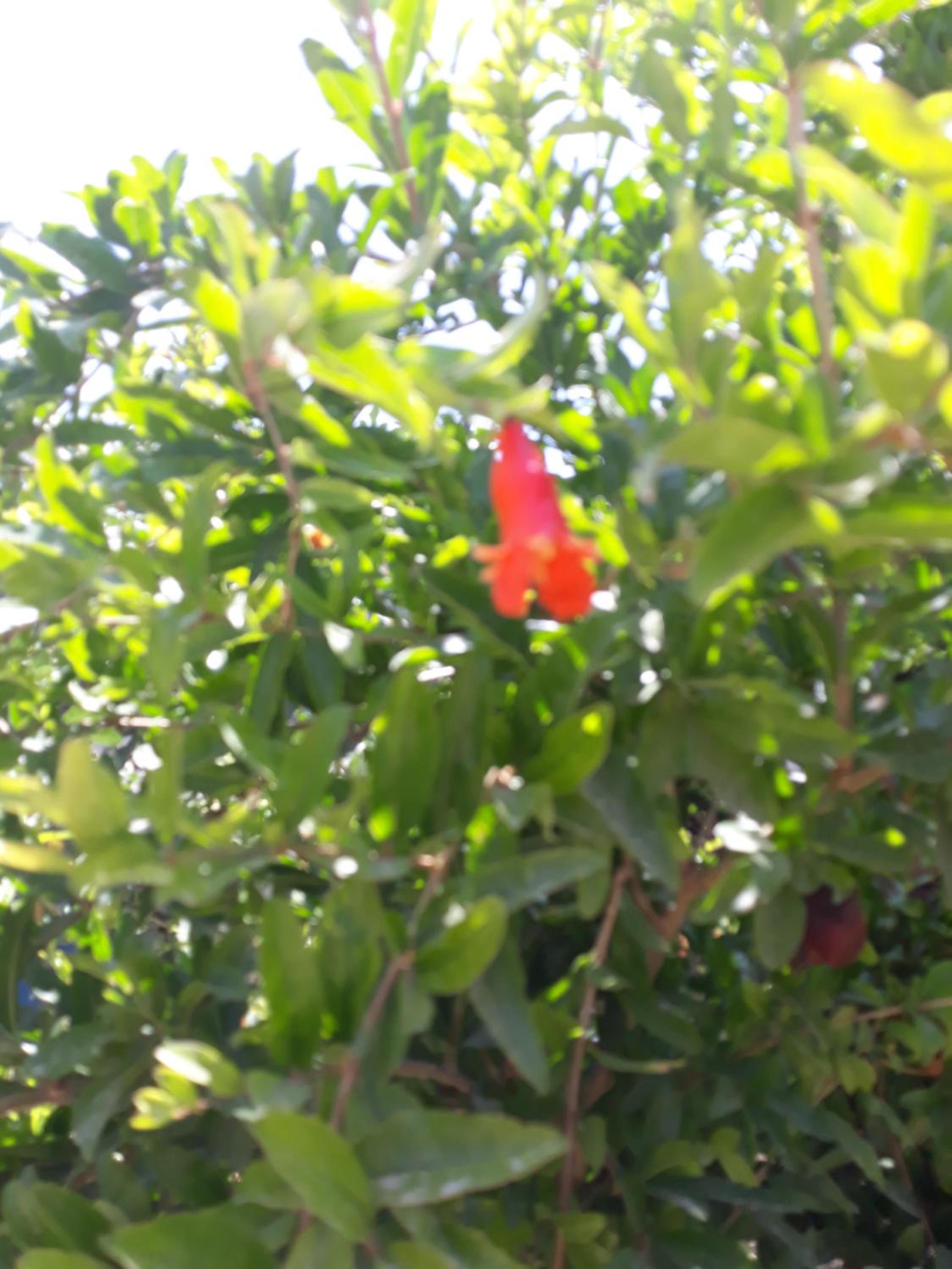 The Garden House, photo 29
