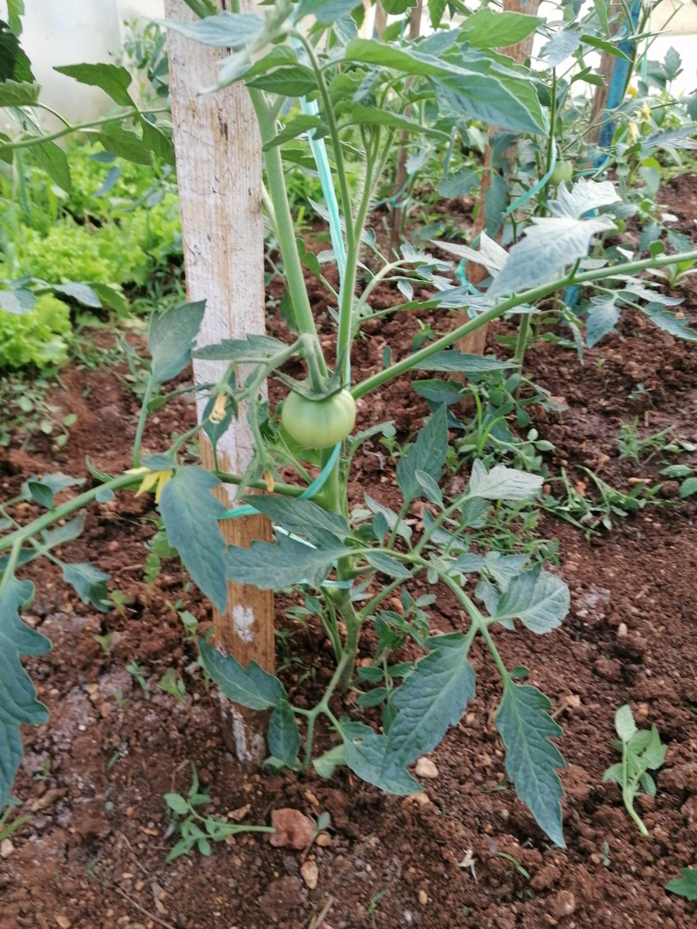 Bevanda