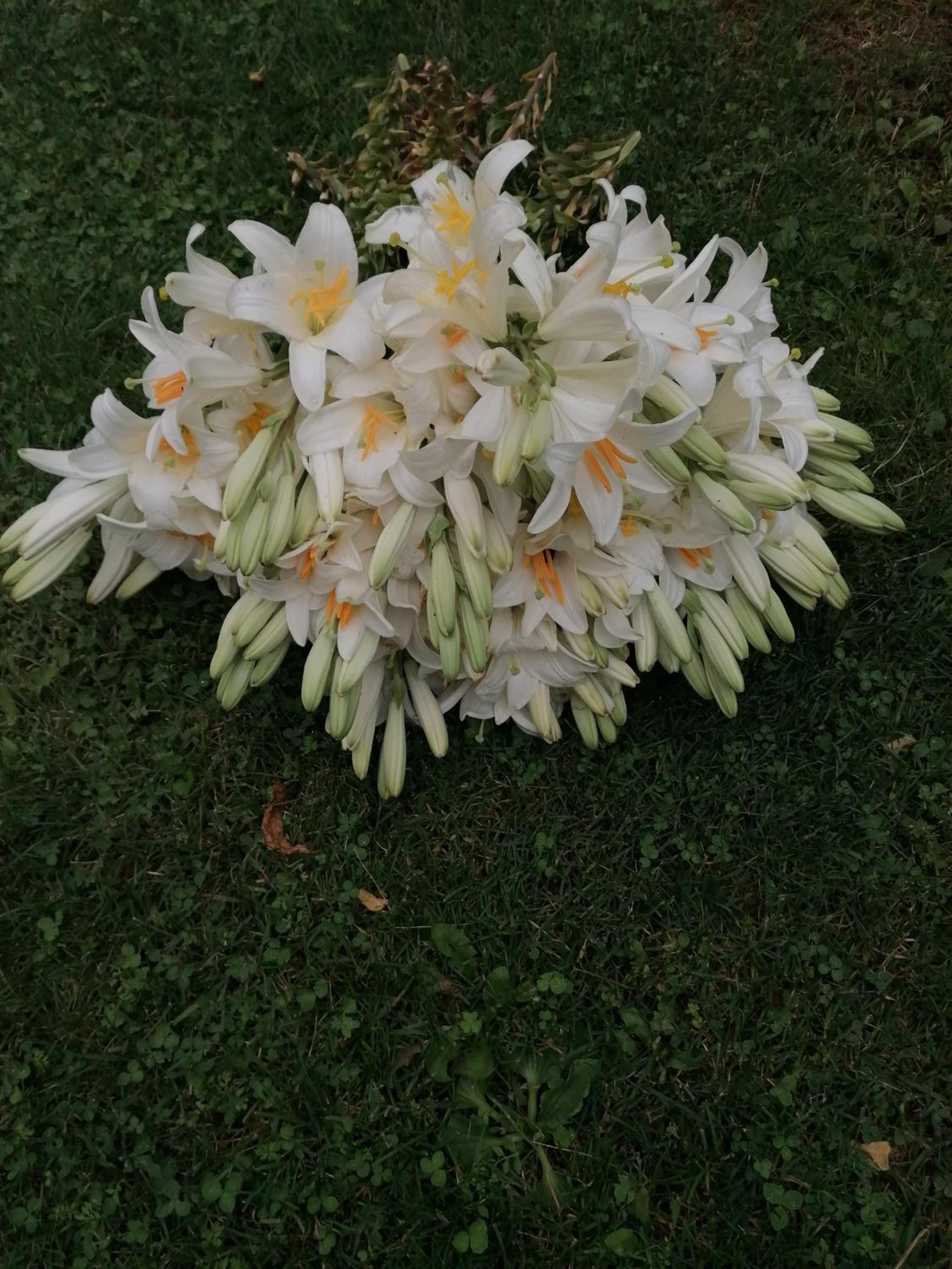 Bevanda