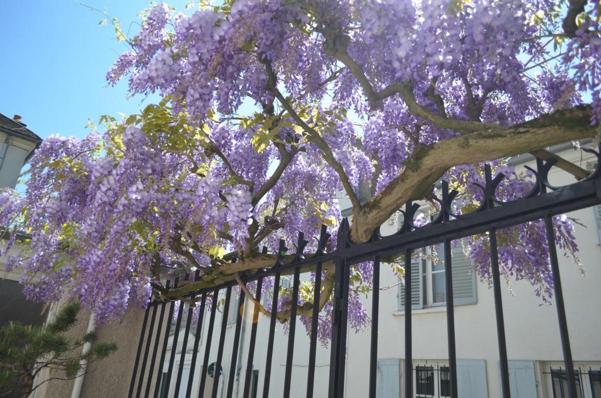 Wisteria, photo 15