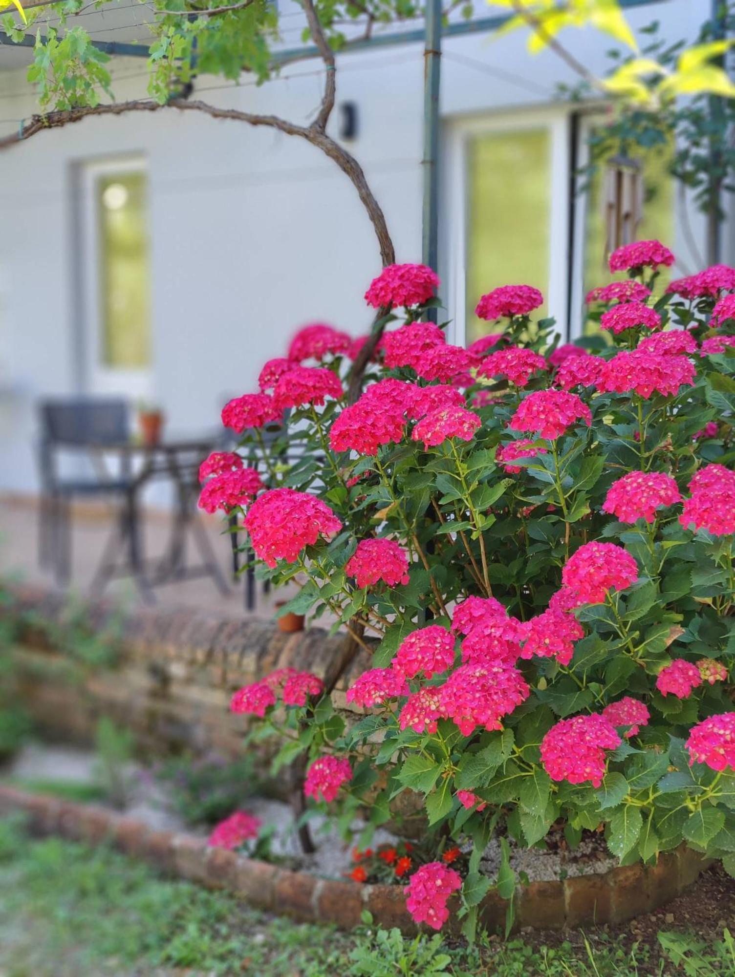 Miro guesthouse