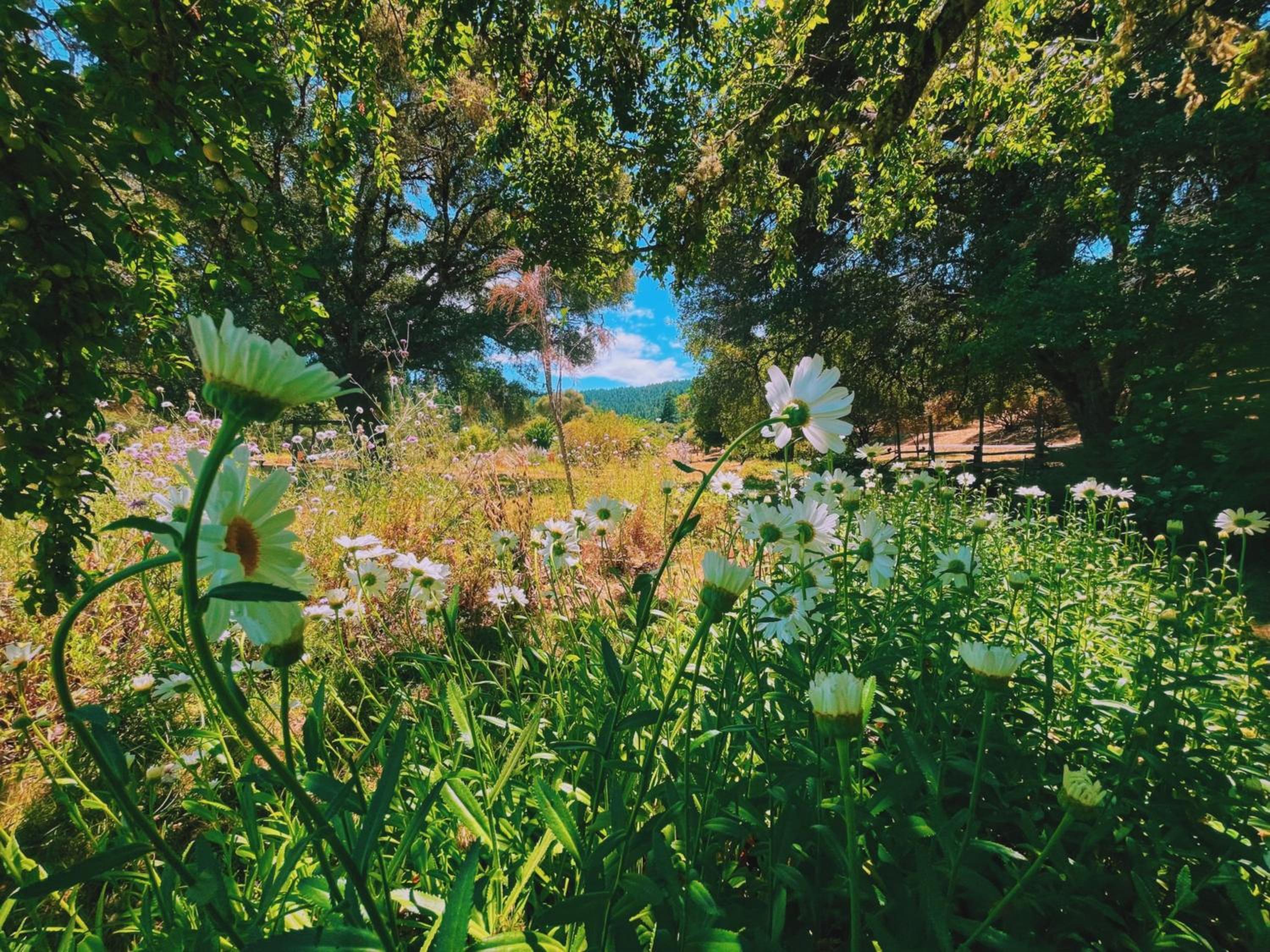 The Land - Luxury Retreat Center In Beautiful Nature - Bay Area Northern California view 2