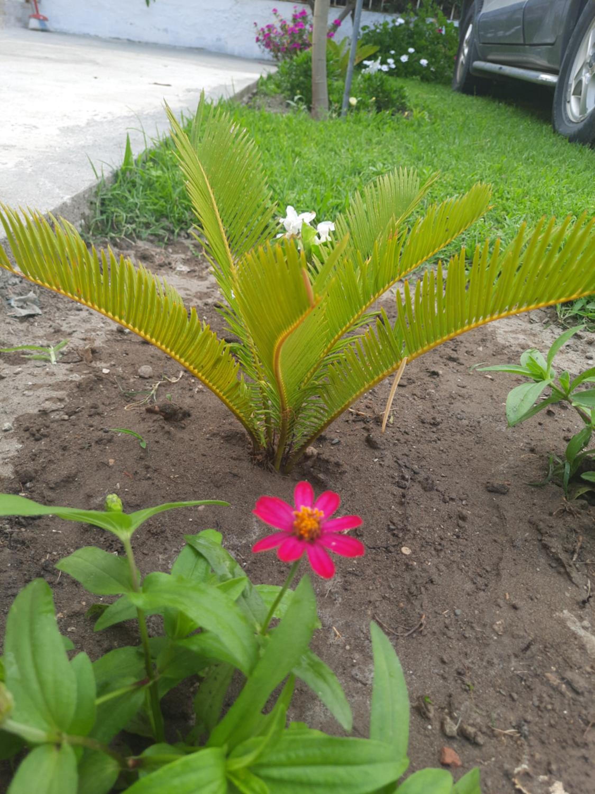 VILA PUSHIMI REGIS