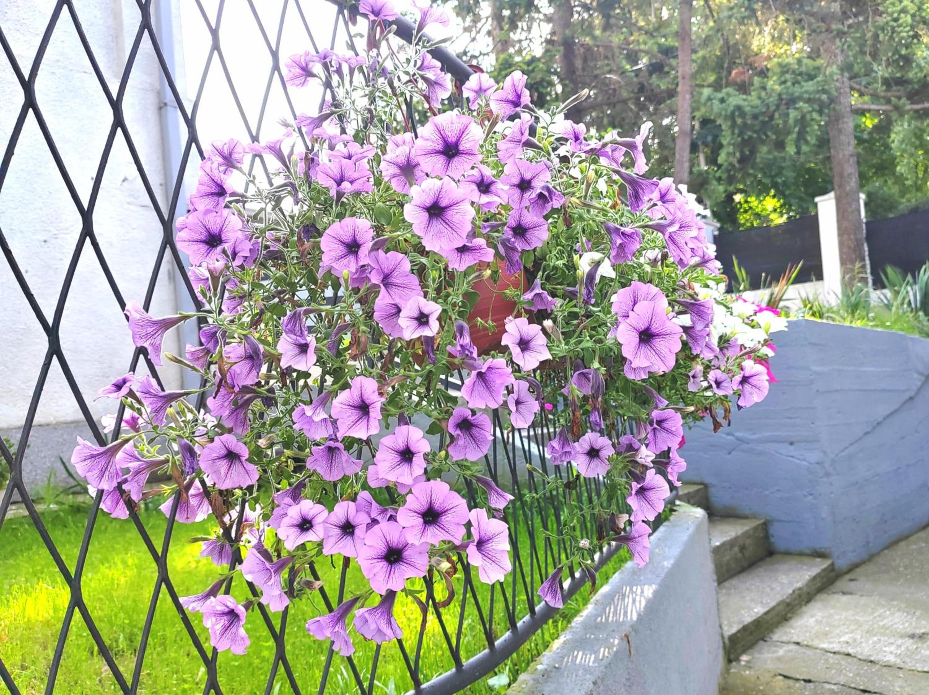 Magenta Garden