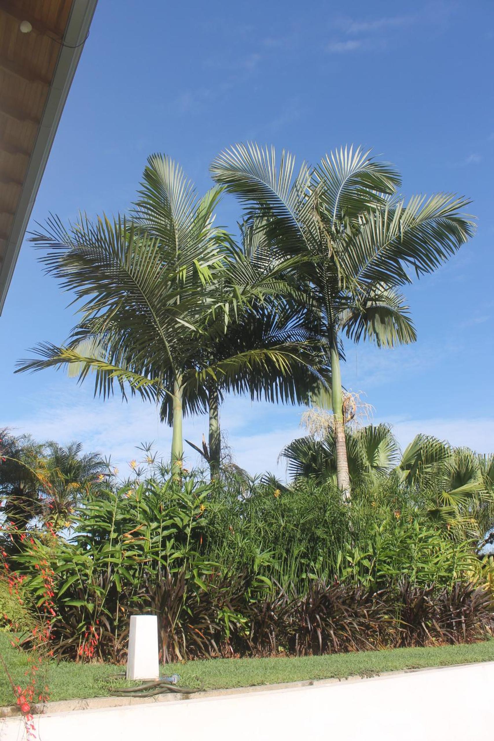 Hacienda Jaguar - by Pura Villas