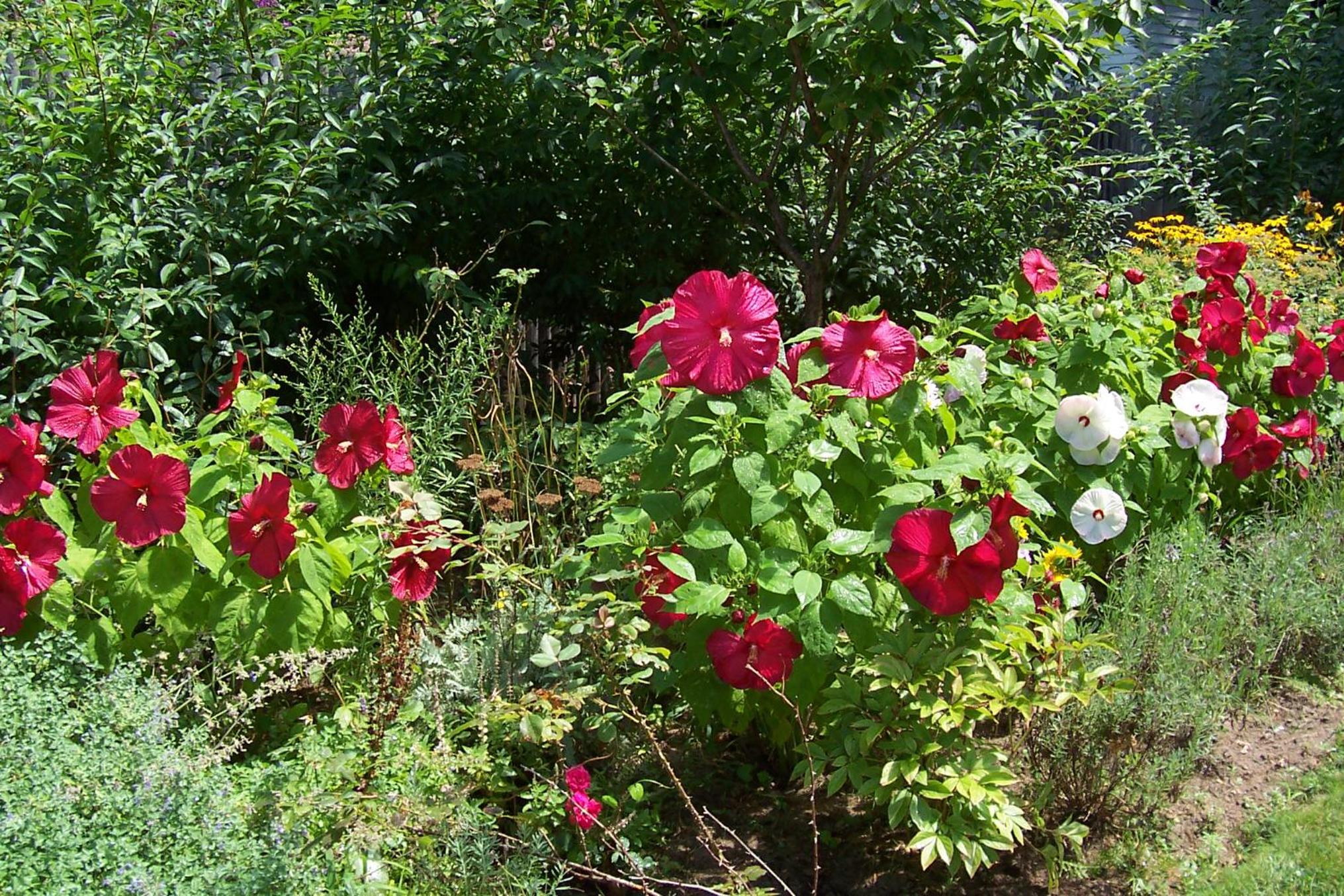 Arbor View House Bed and Breakfast
