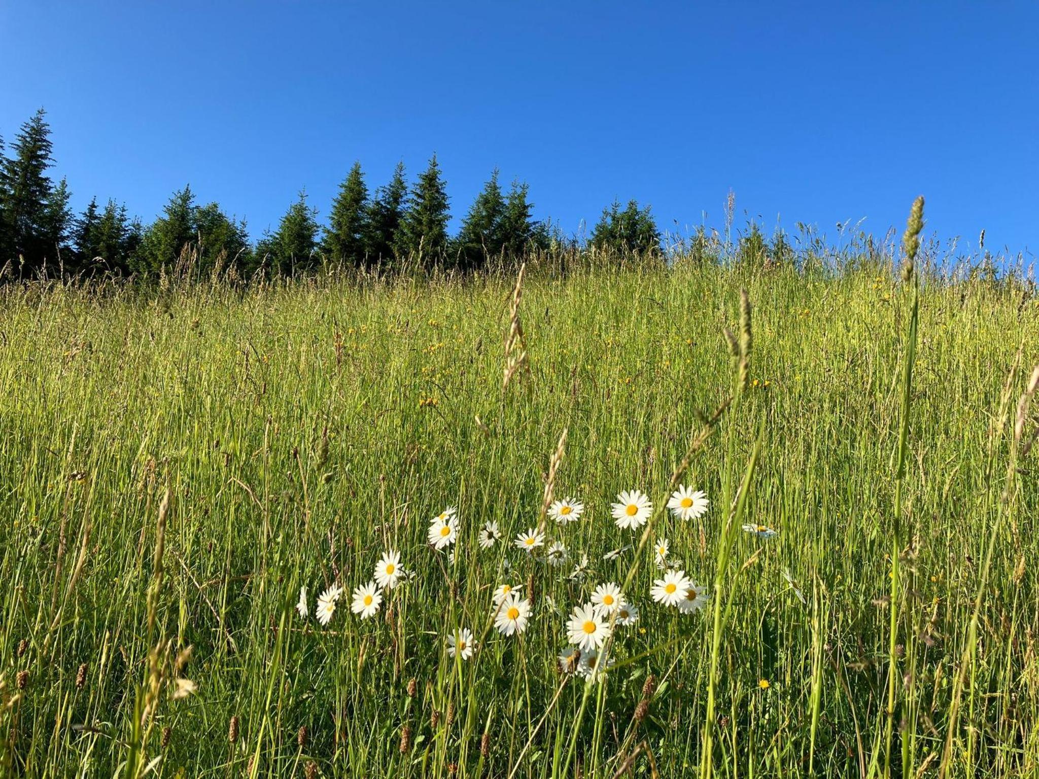 Guffertblick