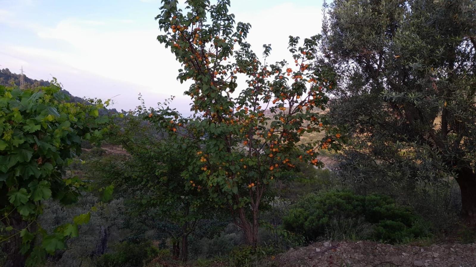 Villa Mattia view 3