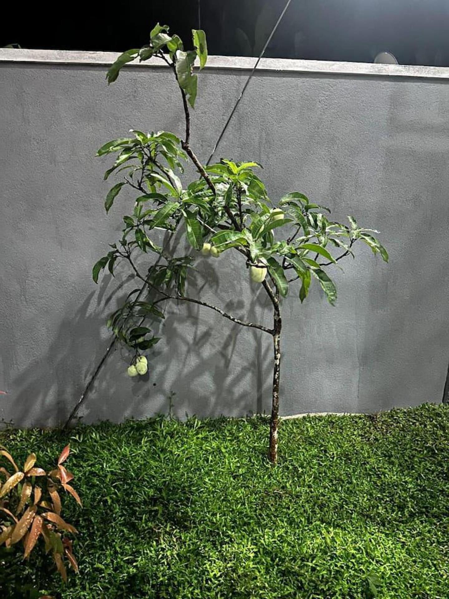Photo 28