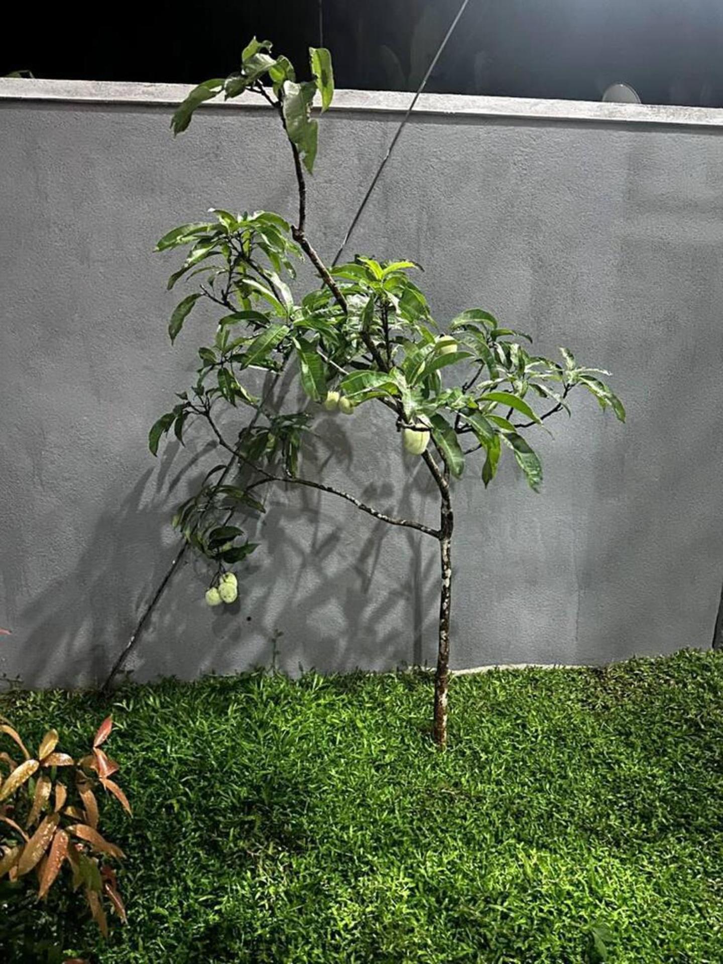 Photo 29