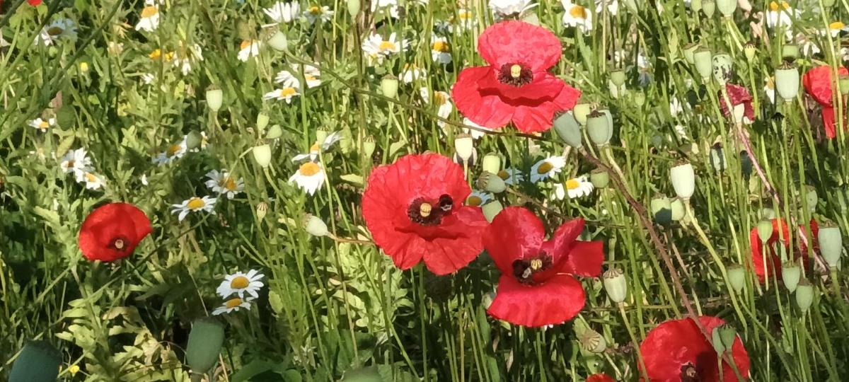 Au jardin de la Maison des Soeurs view 4