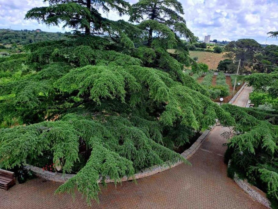 Casina foggia dell'albero view 5