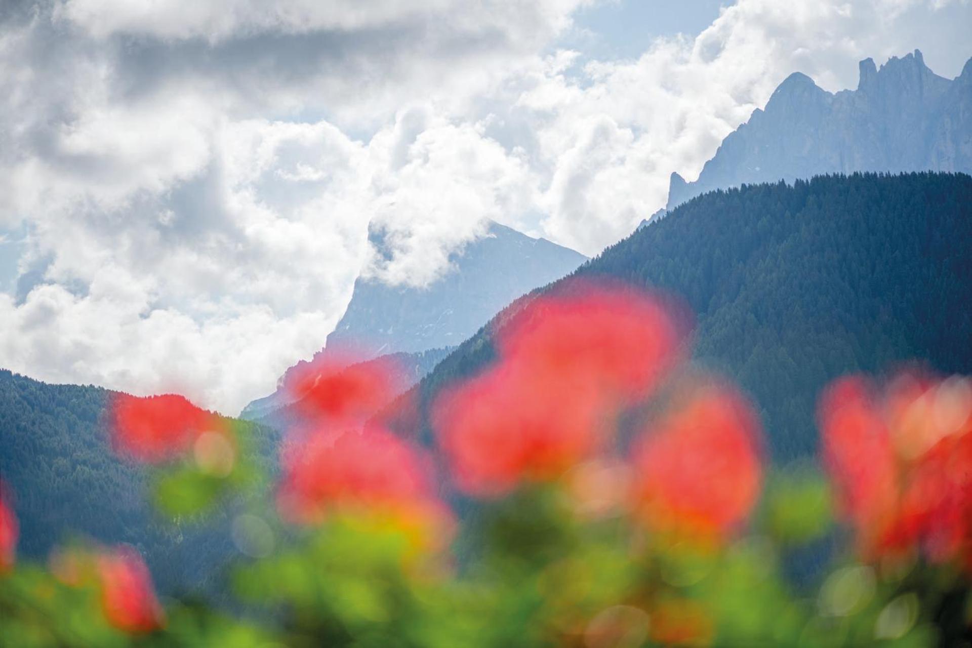 MOUNTAIN RESIDENCE ALPENHOF - company Hotel Alpenhof KG sas der Gasser Renate