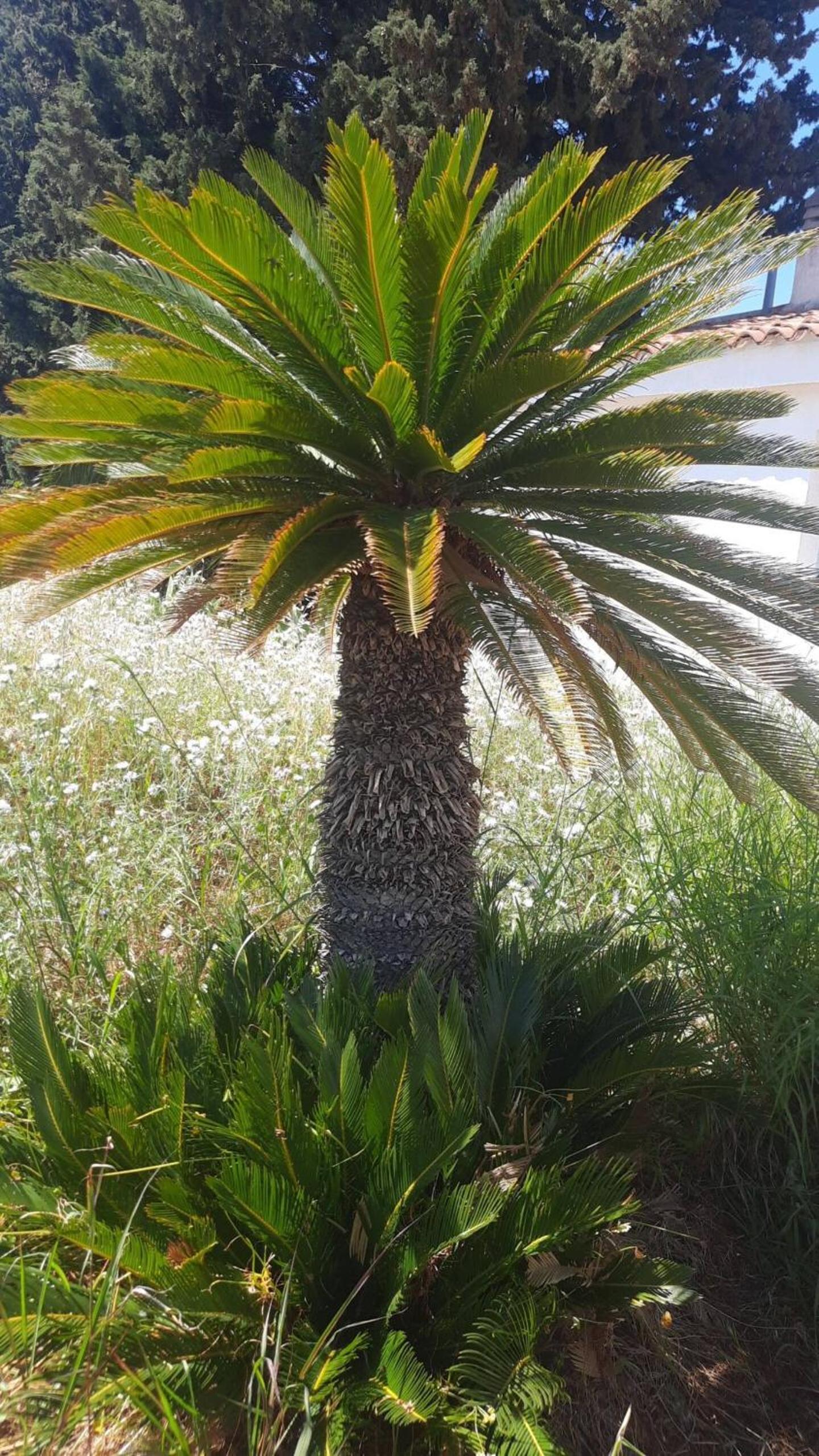 Villa Carmela photo 5