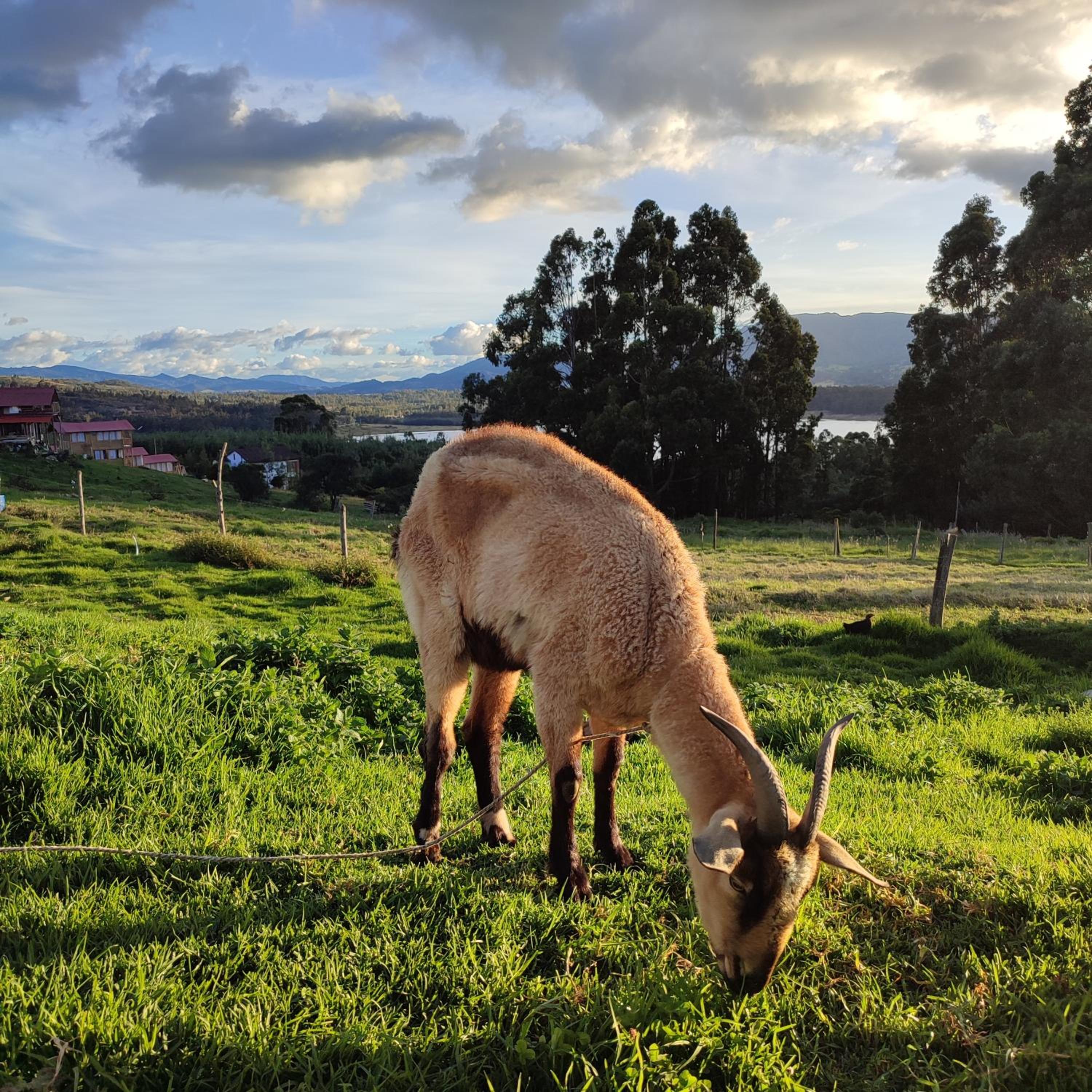Cabañas Casa Campo Guatavita