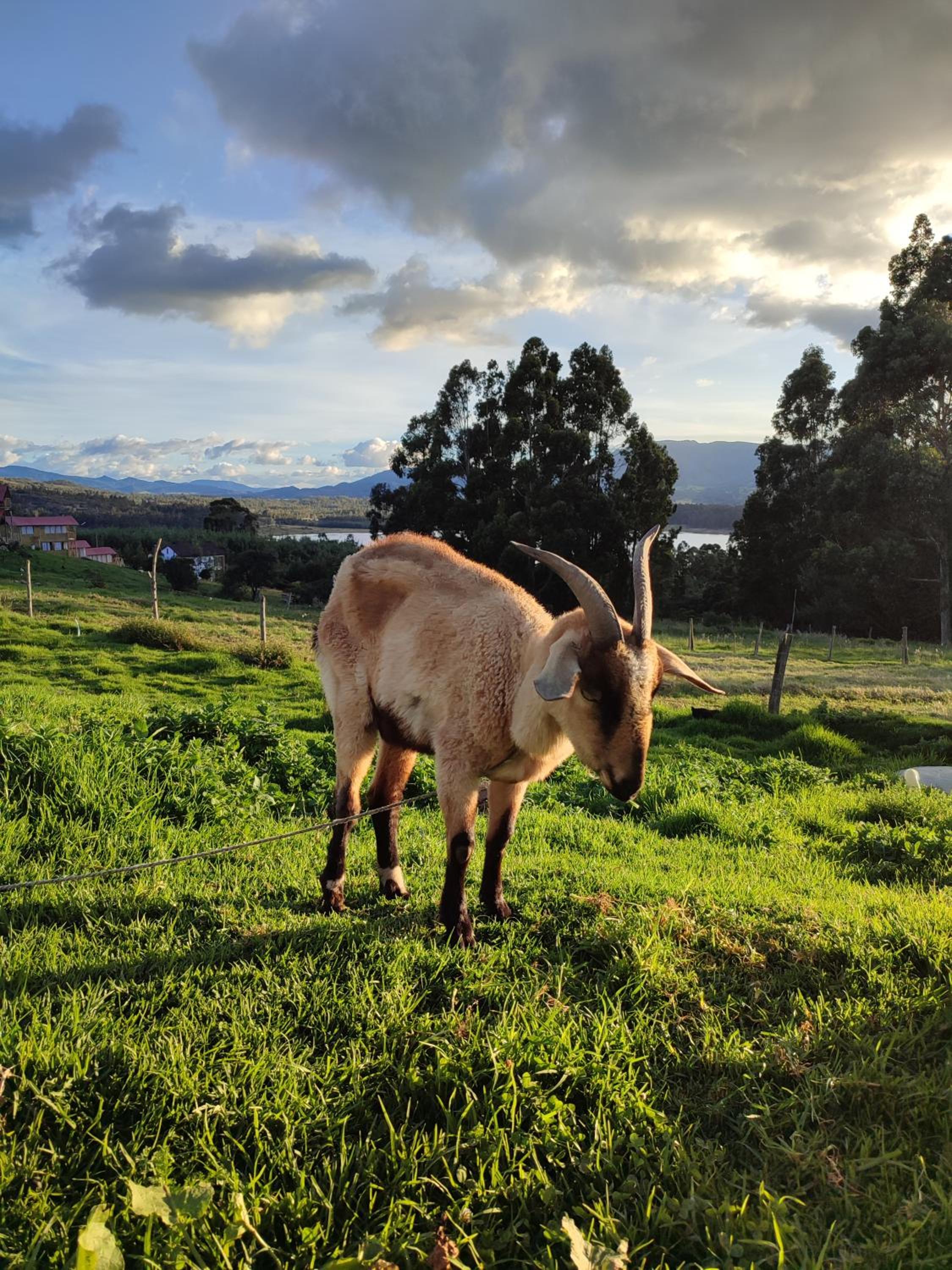 Cabañas Casa Campo Guatavita