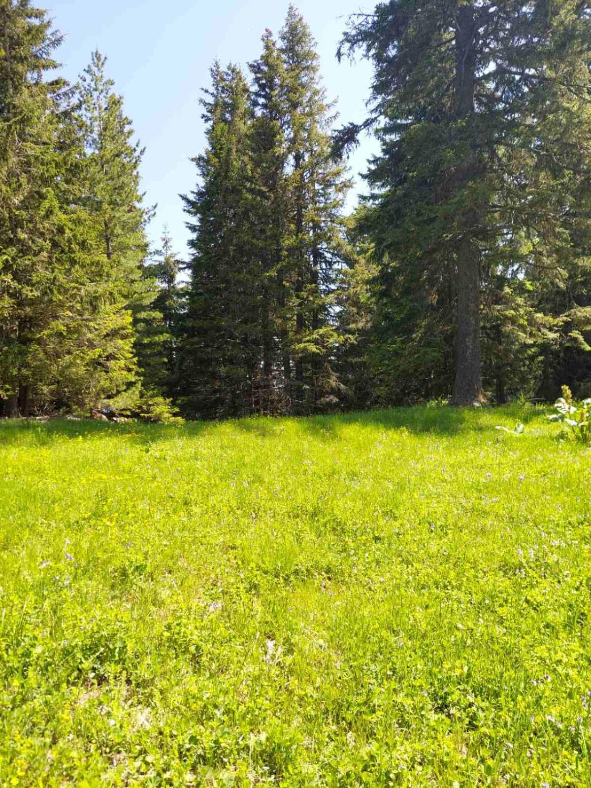 Studio A10 Borovets gardens